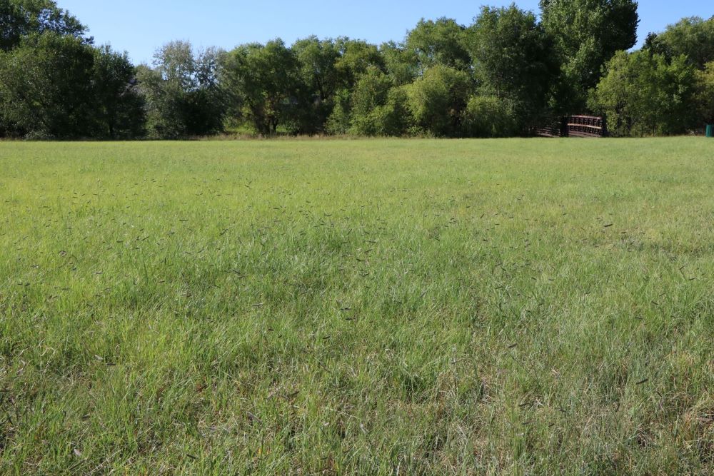 Fireguard Lawn Native Mix - Fire-Resistant Turf | | Wiccan Center