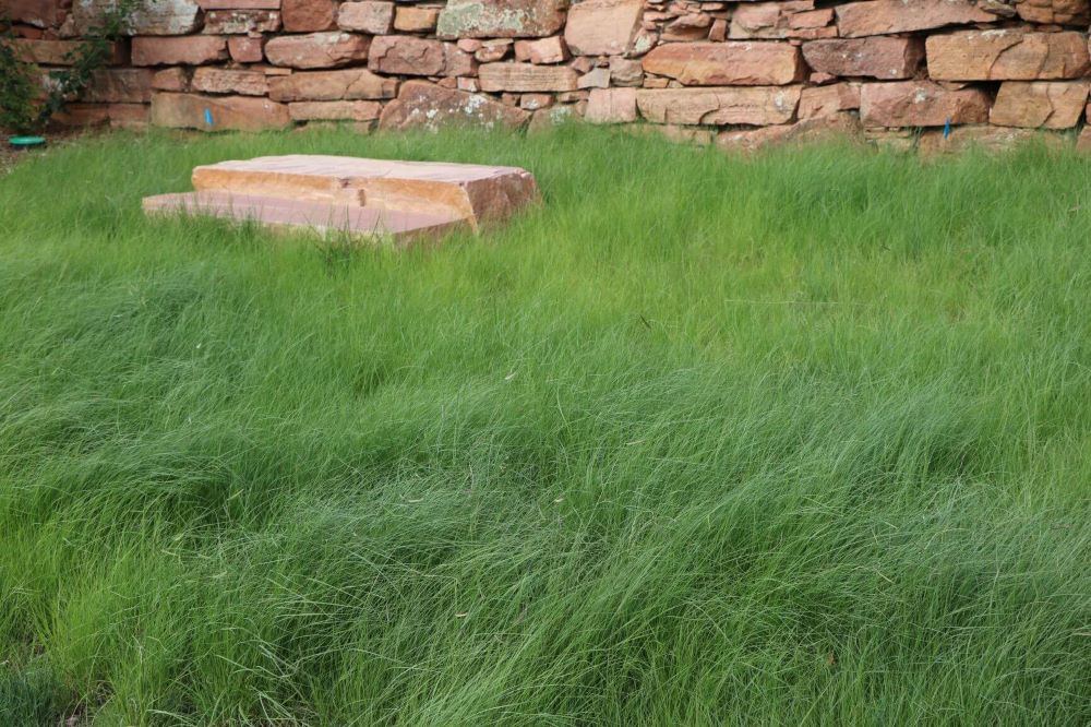 TrueGrass Native Grass Seed - The No Maintenance Native Lawn, Drought-Tolerant, Eco-Friendly Grass Blend | | Wiccan Center