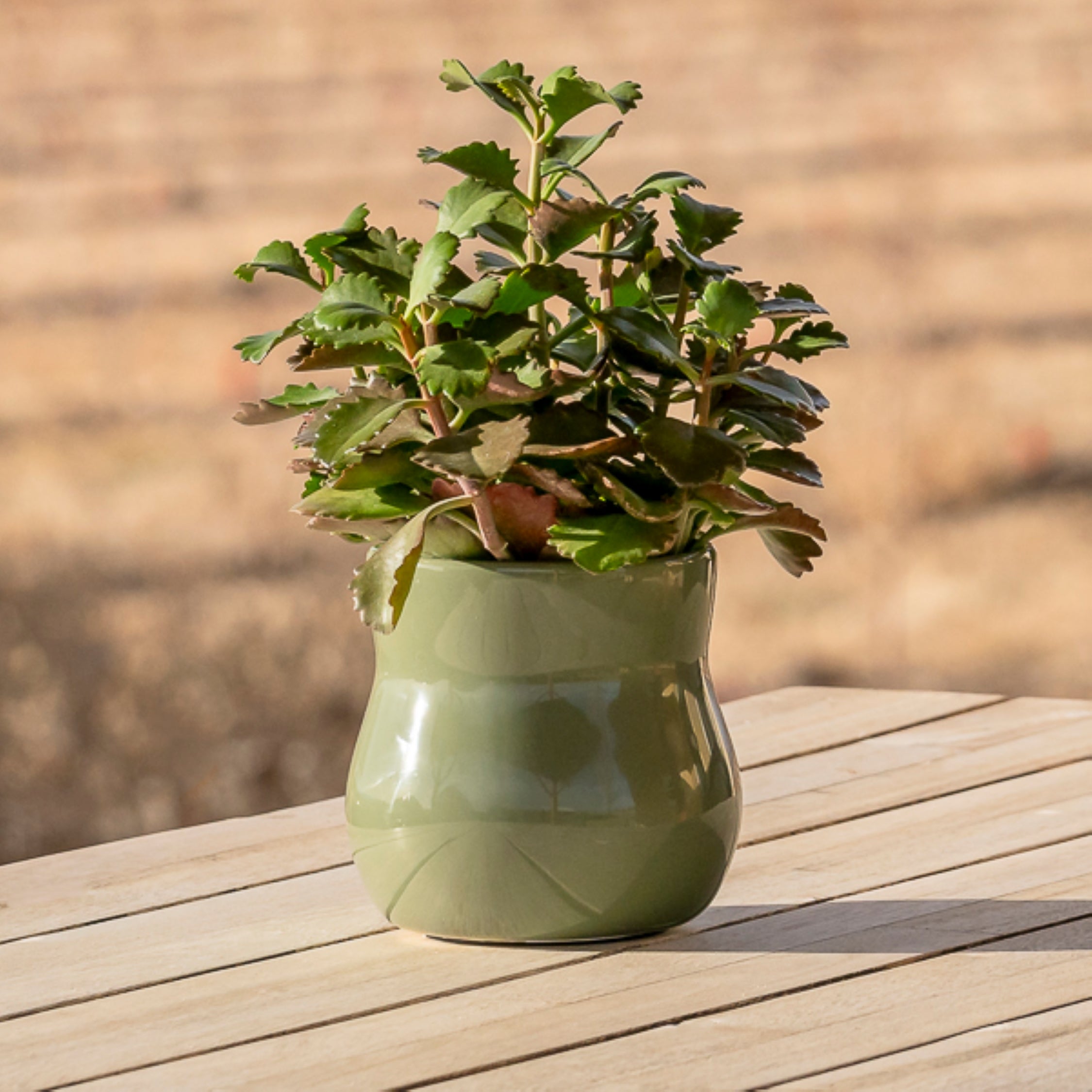 Ceramic Plant Pot with Rubber Liner - Forest Green | Indoor Plant Pot | Wiccan Center