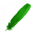 Green Feather 12" | Feathers | Wiccan Center