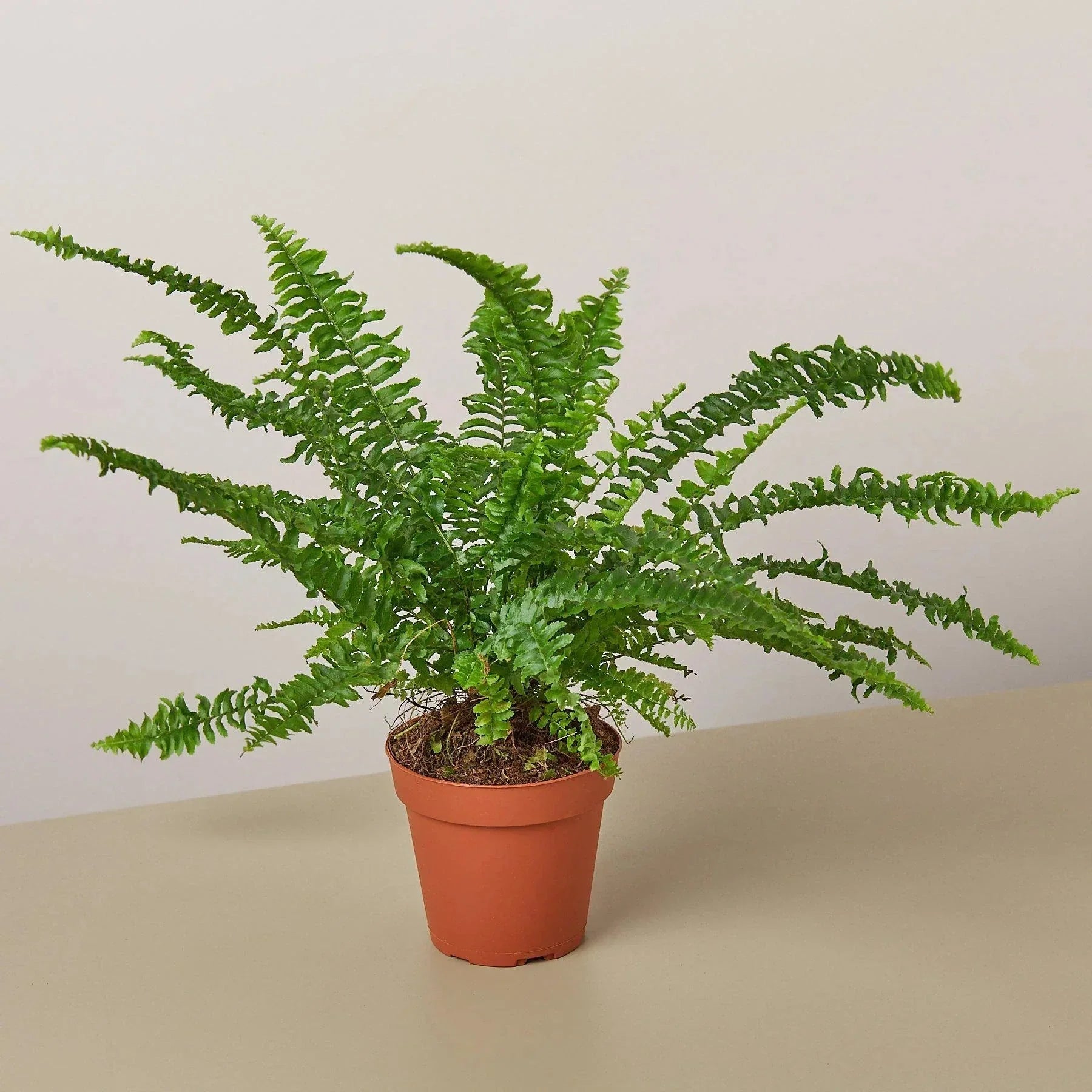 Jester's Crown Fern | Indoor Plants | Wiccan Center