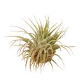 Tillandsia Air Plant Ionantha Guatemala | Air PLants | Wiccan Center