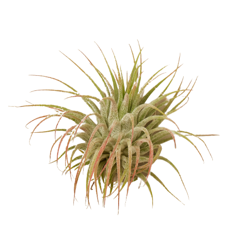 Tillandsia Air Plant Ionantha Guatemala | Air PLants | Wiccan Center