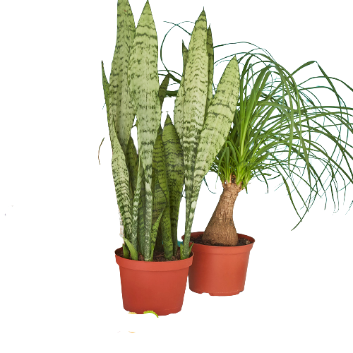 2 - 6" Indoor Plants Premium Subscription box | | Wiccan Center