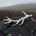 Damh Antler Kilt Pin - Handmade in Scotland | Kilt Pin | Wiccan Center