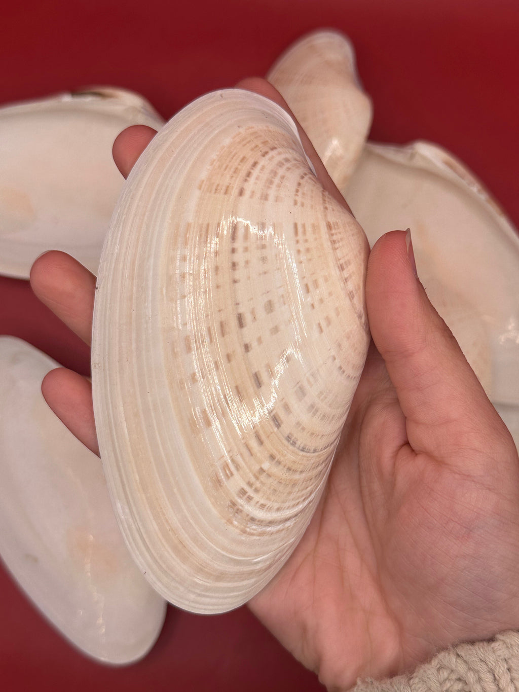 Bulk Sunray Venus Clam Halves – 3-5" Craft Shells for DIY & Decoupage (Macrocallista nimbosa)