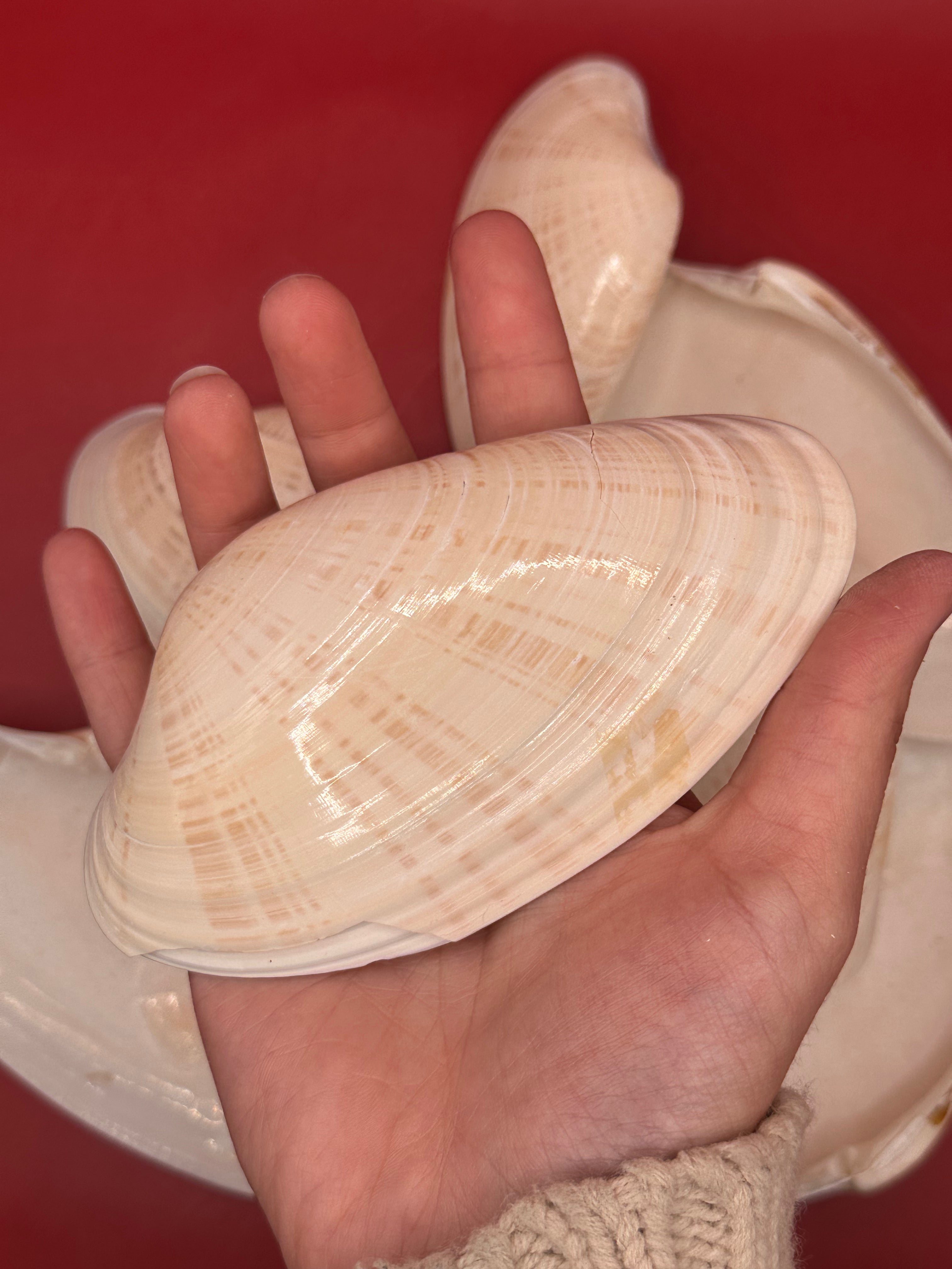 Bulk Sunray Venus Clam Halves – 3-5" Craft Shells for DIY & Decoupage (Macrocallista nimbosa)