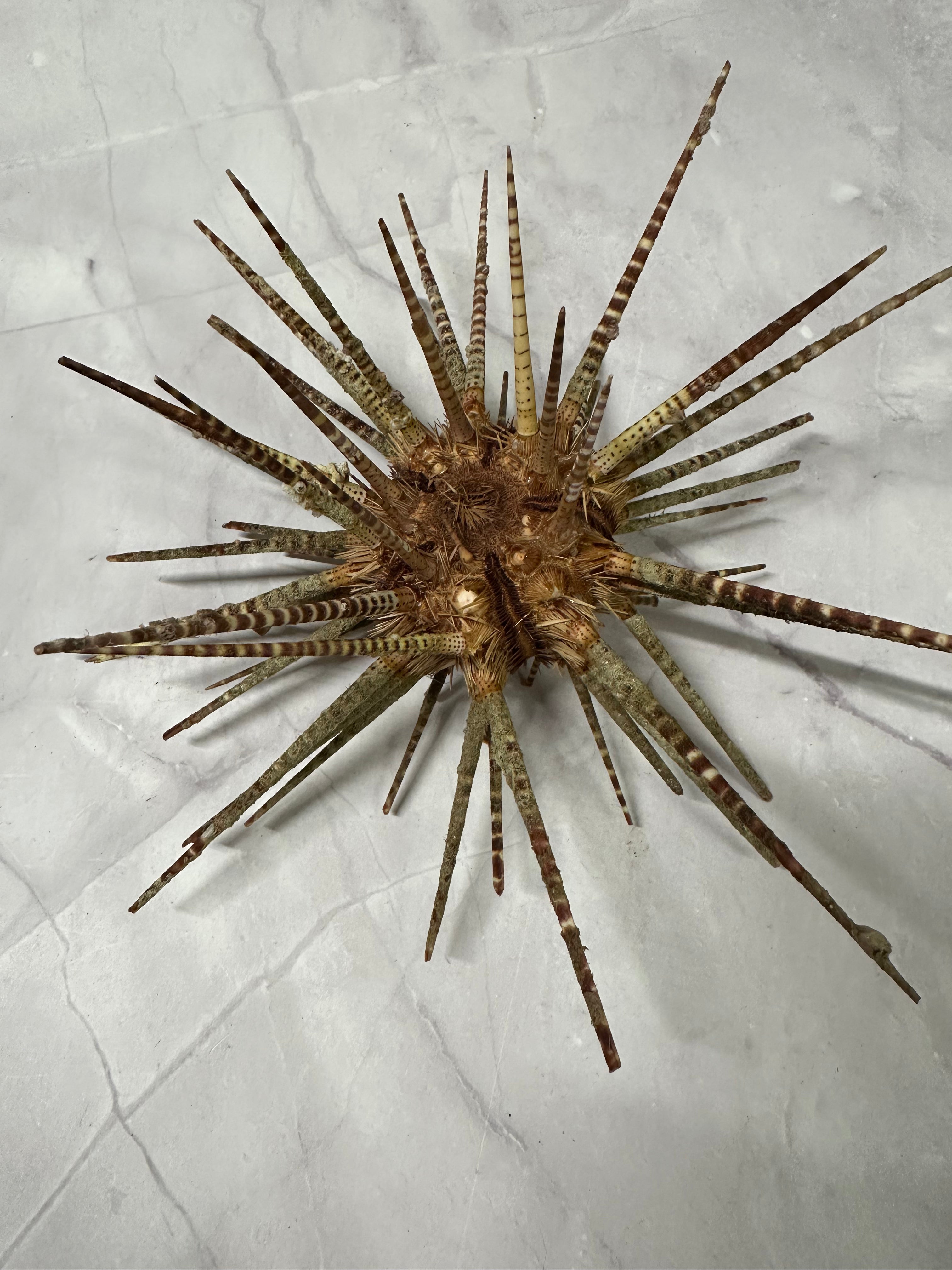 Vintage Zebra Sea Urchin Shell with Spines – Large Marine Specimen Coastal Decor 9"