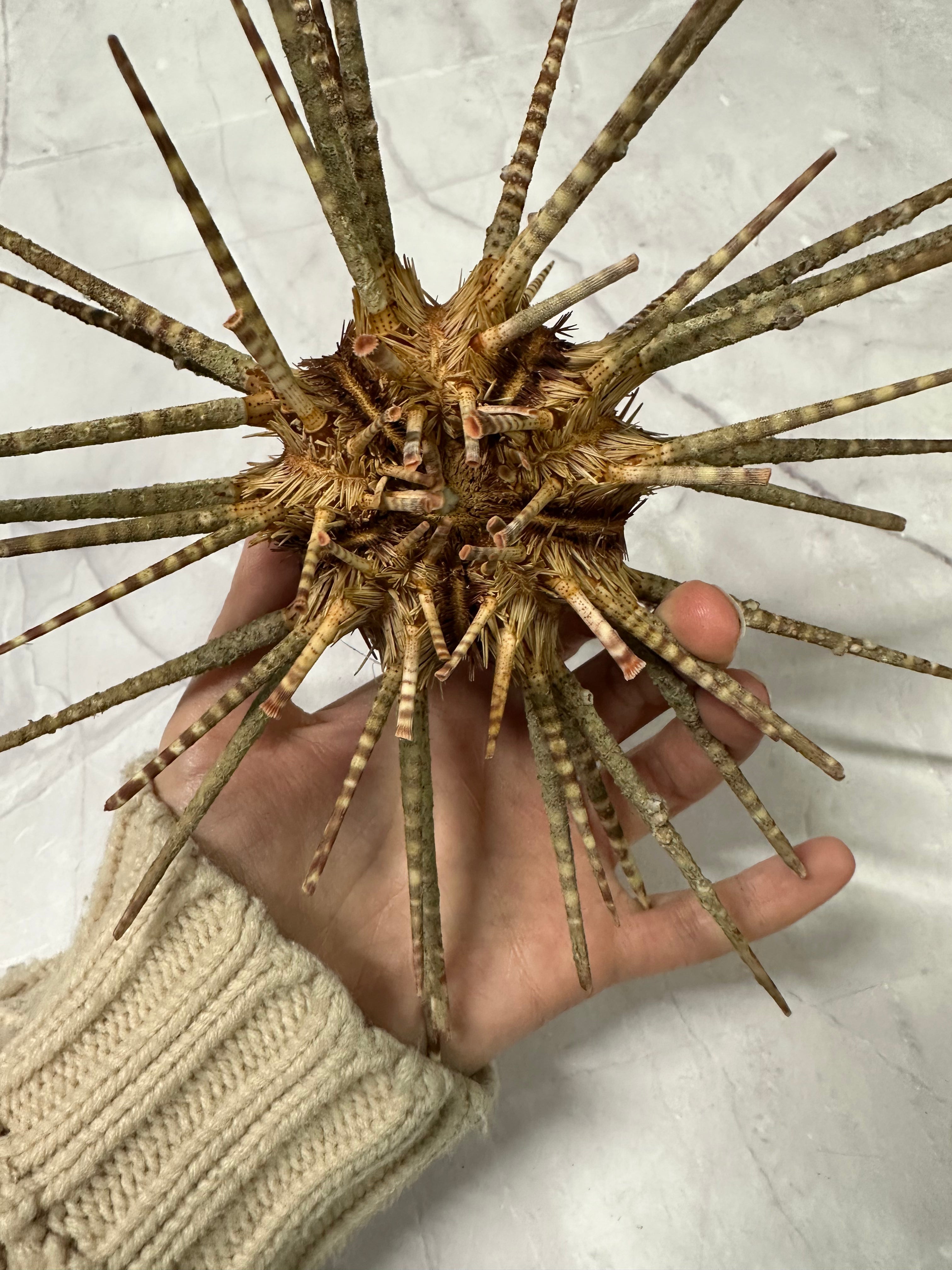 Vintage Zebra Sea Urchin Shell with Spines – Large Marine Specimen Coastal Decor 9"