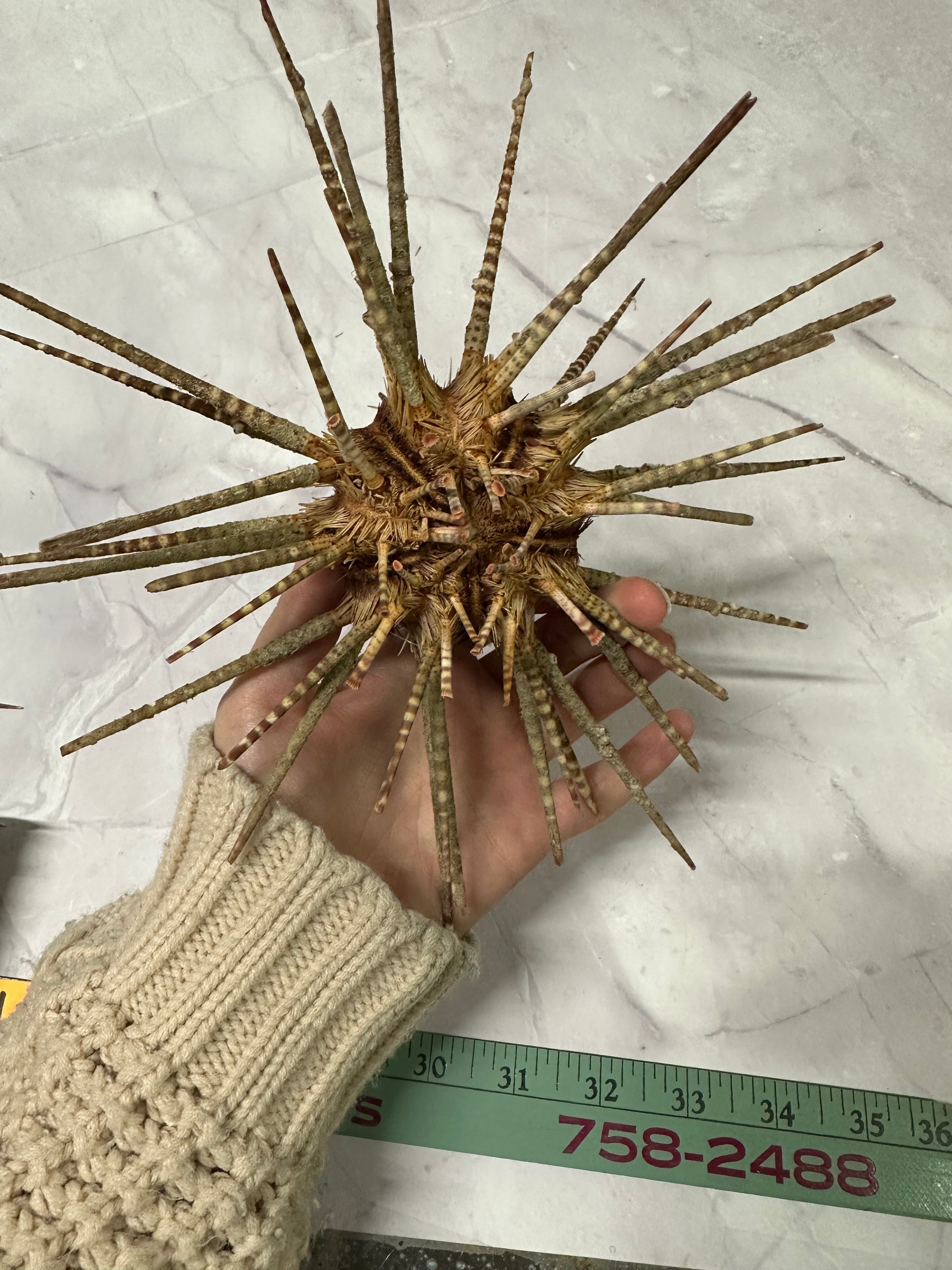 Vintage Zebra Sea Urchin Shell with Spines – Large Marine Specimen Coastal Decor 9"