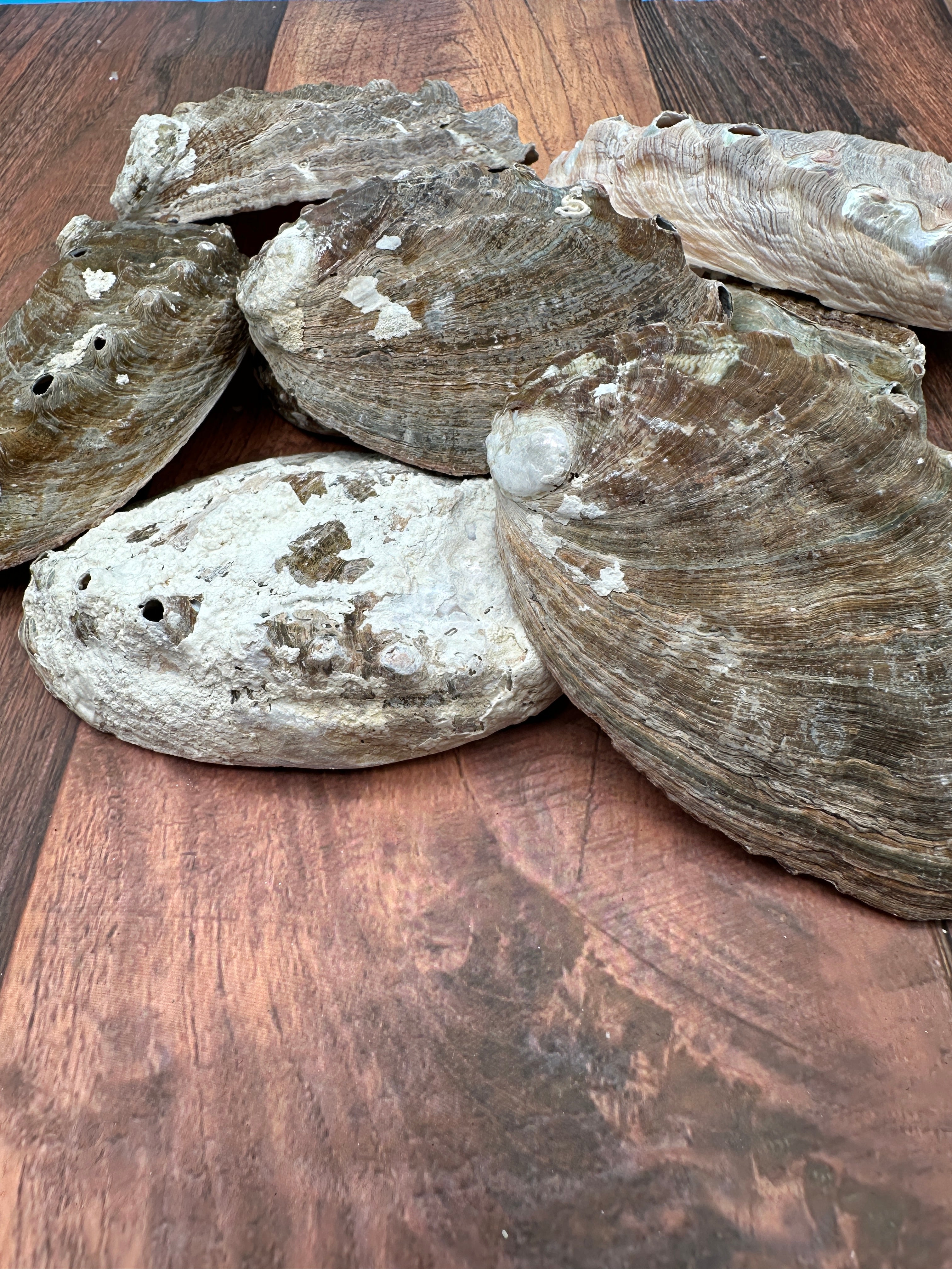 Bulk Raw Abalone Shells – Haliotis – Natural Craft Shells