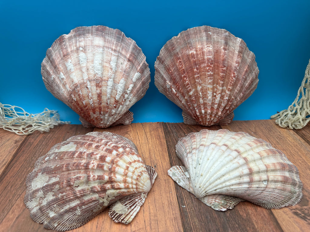 Rust Lion’s Paw Scallop Shells – Nodipecten nodosus