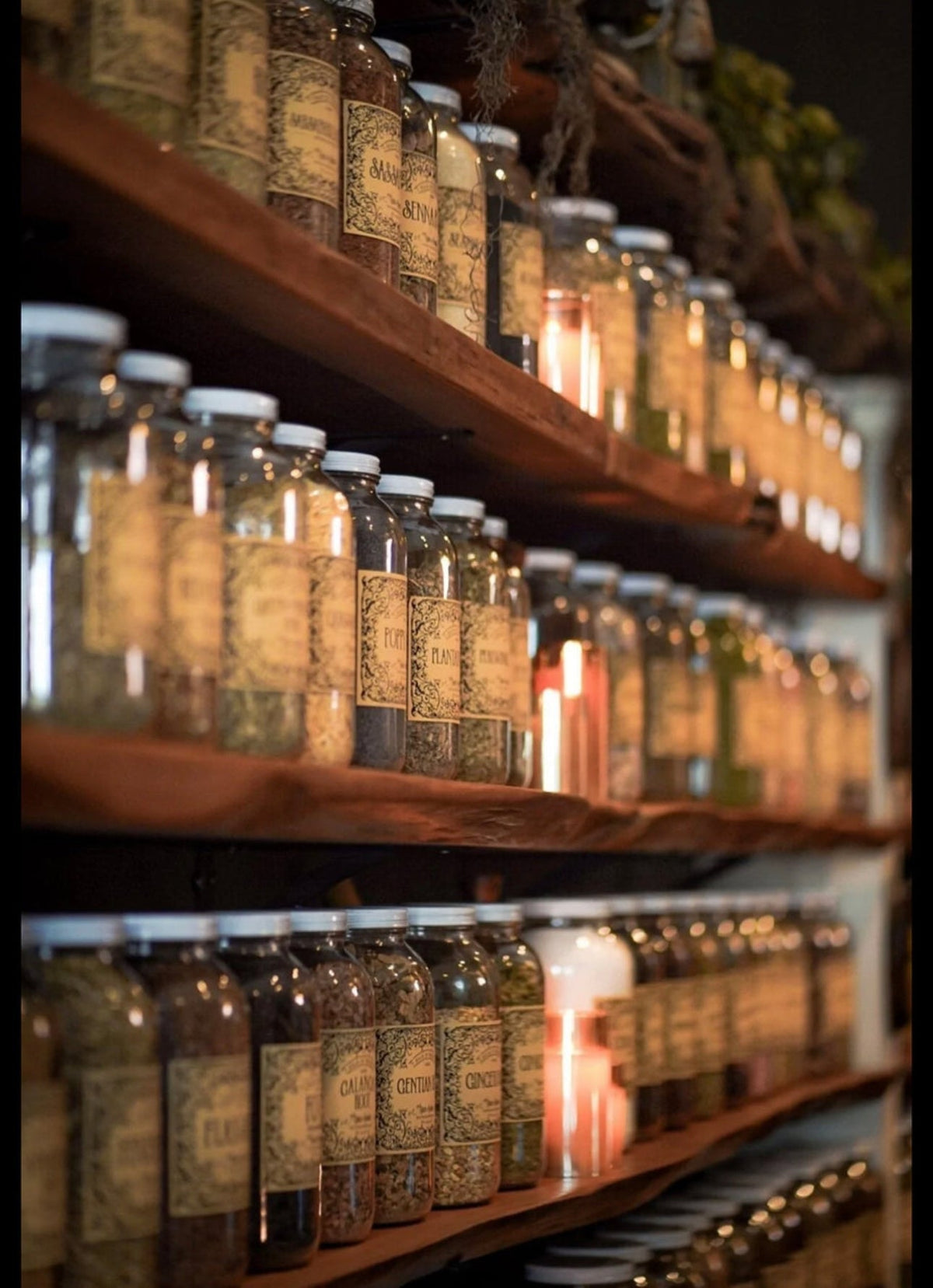 Anise Seeds | | Wiccan Center