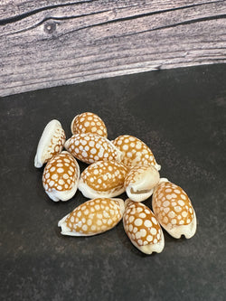 Sieve Cowrie Shells 3/4"+ Cribrarula cribraria | Shells | Wiccan Center