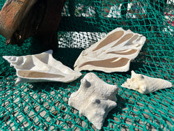 Side Sliced Pink Conch Shell | | Wiccan Center