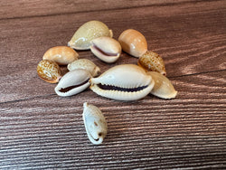 Assorted Cowrie Shells | Shells | Wiccan Center