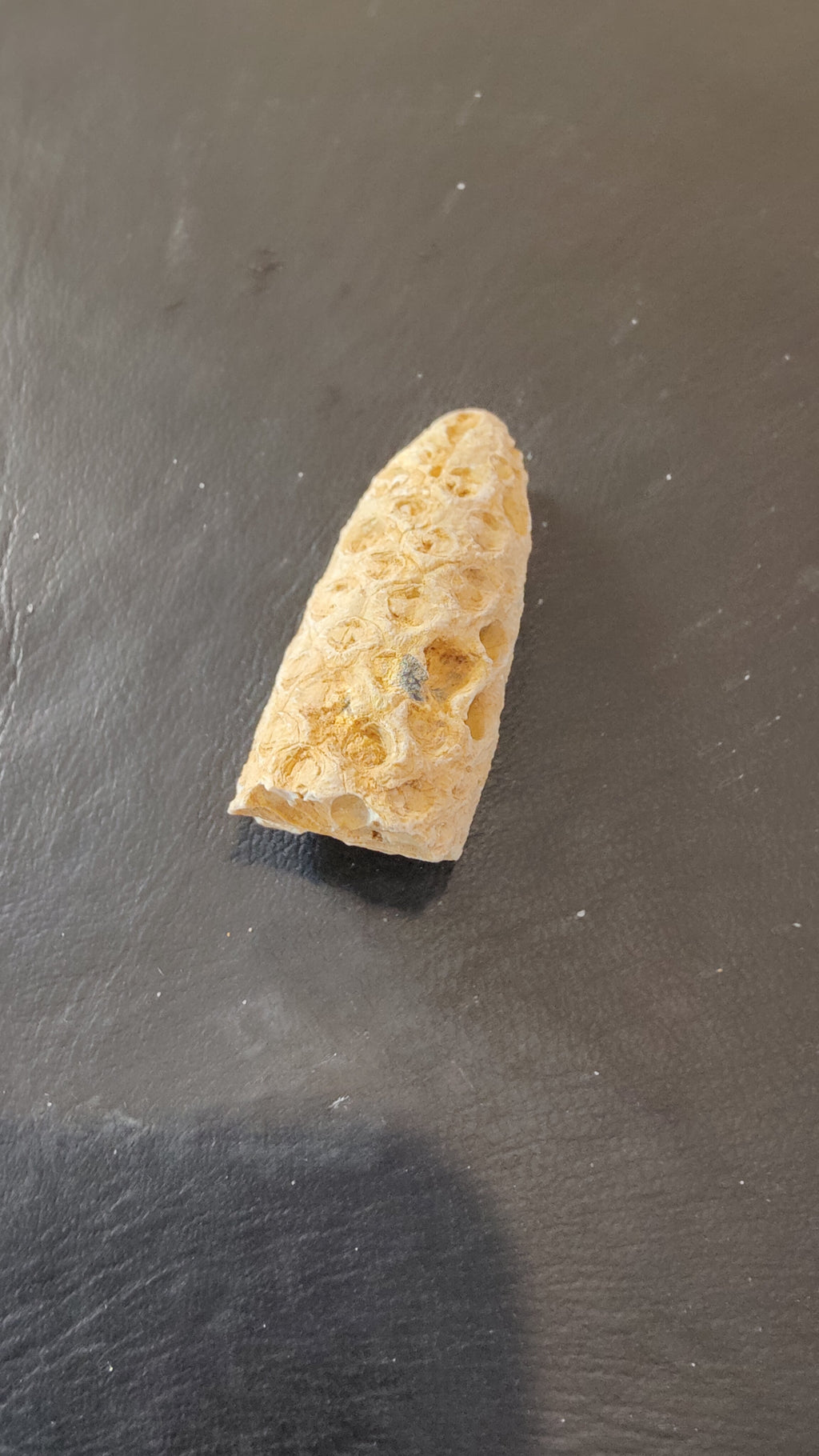 Fossilized Pine Cone 2" | Fossils | Wiccan Center