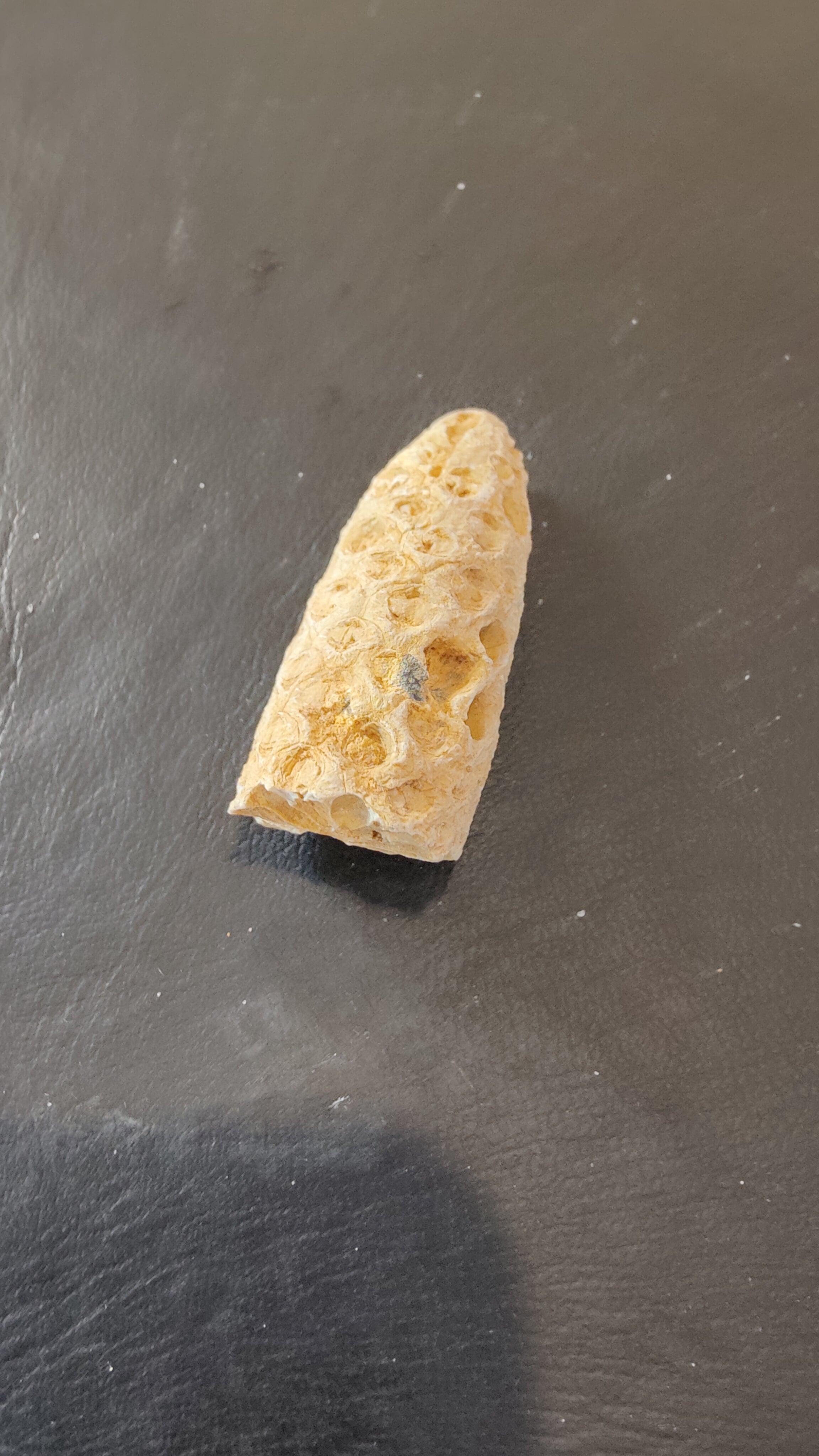 Fossilized Pine Cone 2" | Fossils | Wiccan Center
