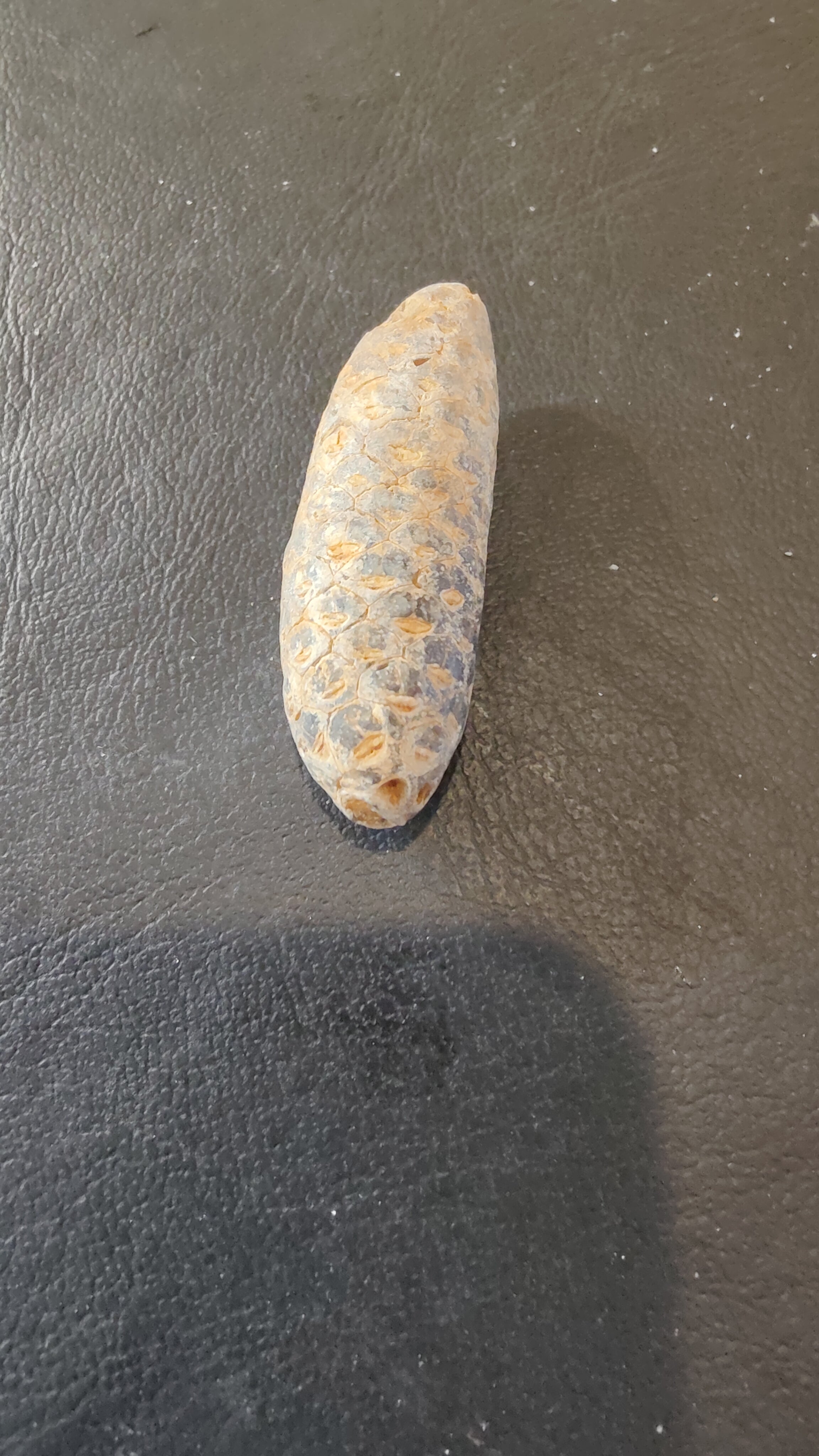 Fossilized Pine Cone 2" | Fossils | Wiccan Center