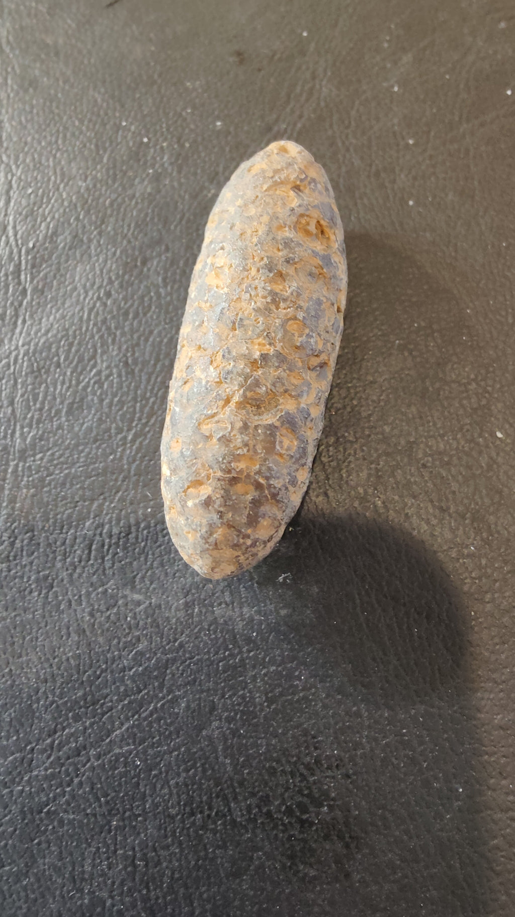 Fossilized Pine Cone 2" | Fossils | Wiccan Center