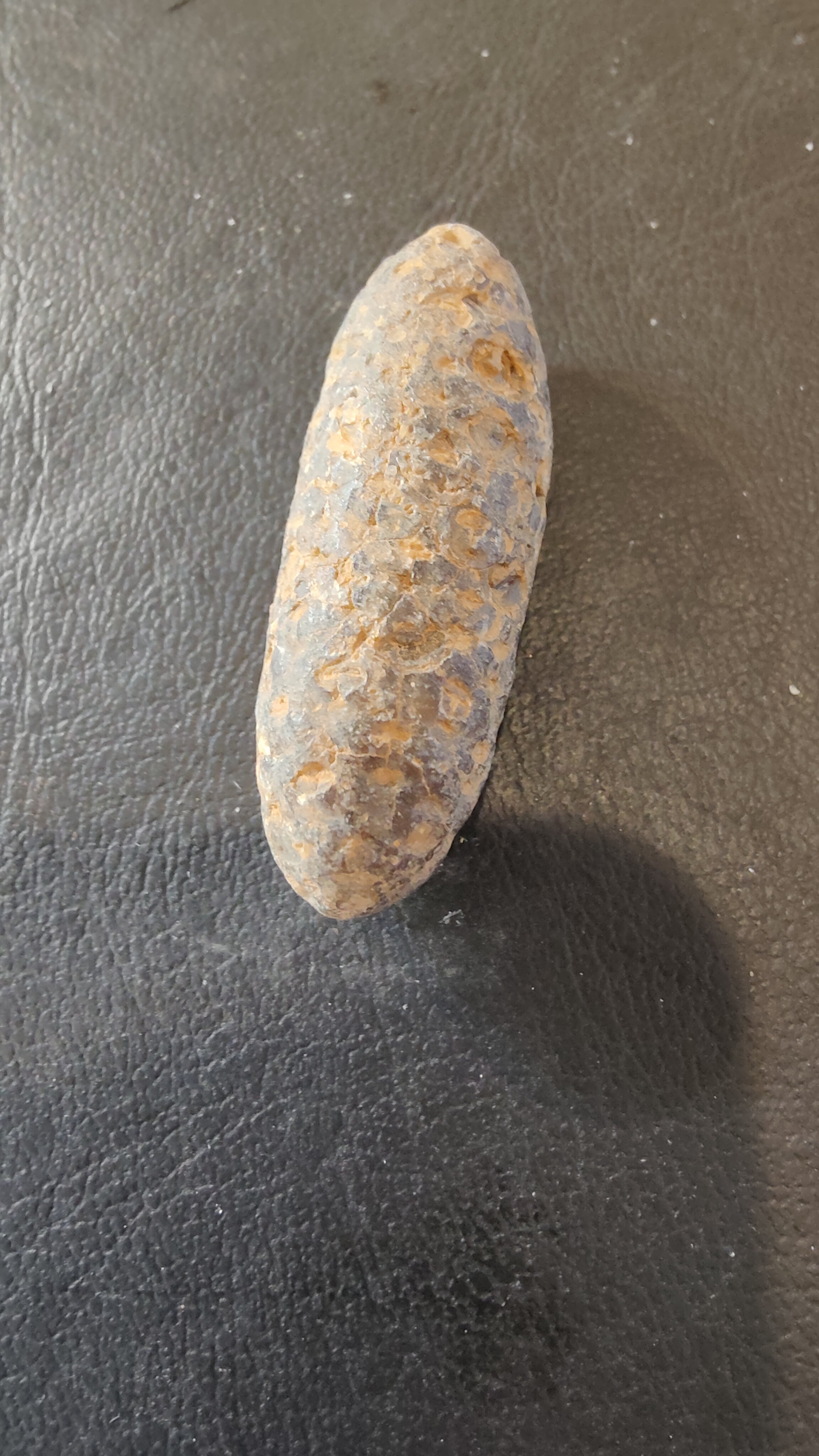 Fossilized Pine Cone 2" | Fossils | Wiccan Center