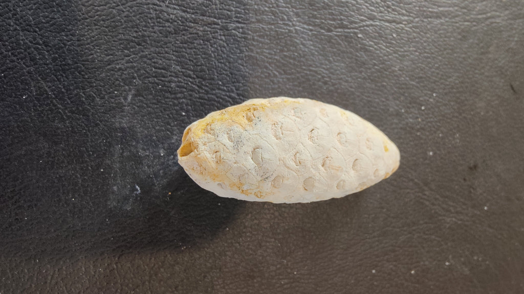 Fossilized Pine Cone 2" | Fossils | Wiccan Center