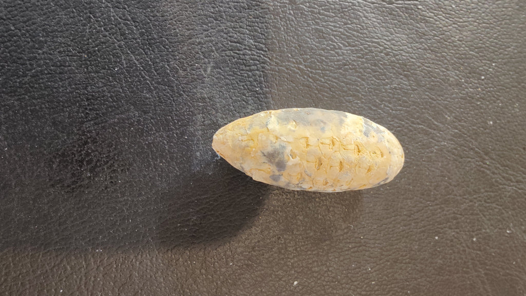 Fossilized Pine Cone 2" | Fossils | Wiccan Center