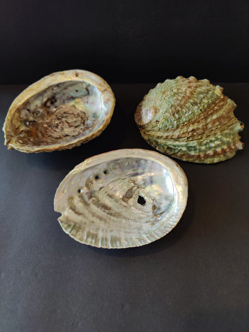 Abalone Shell 5" | Decorative | Wiccan Center