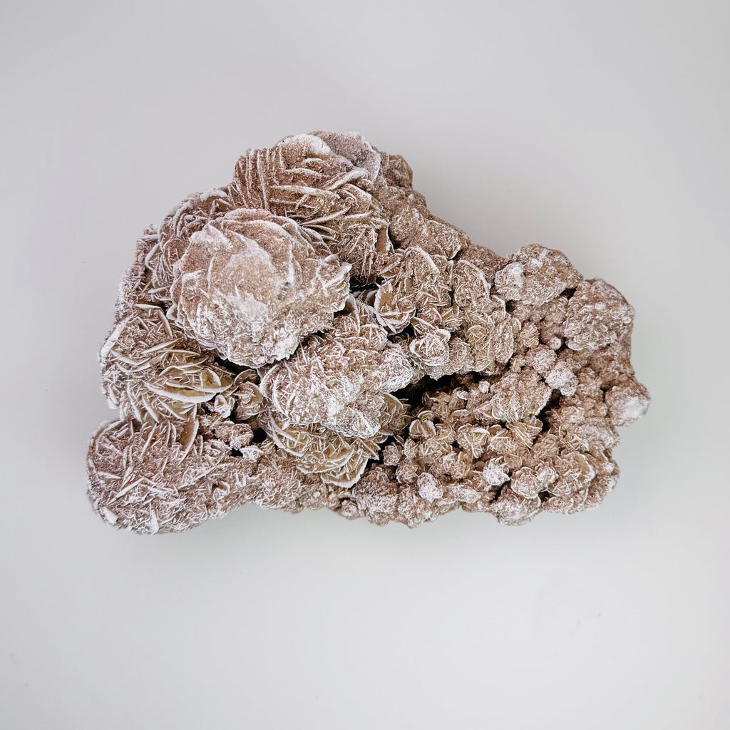 Desert Rose | | Wiccan Center