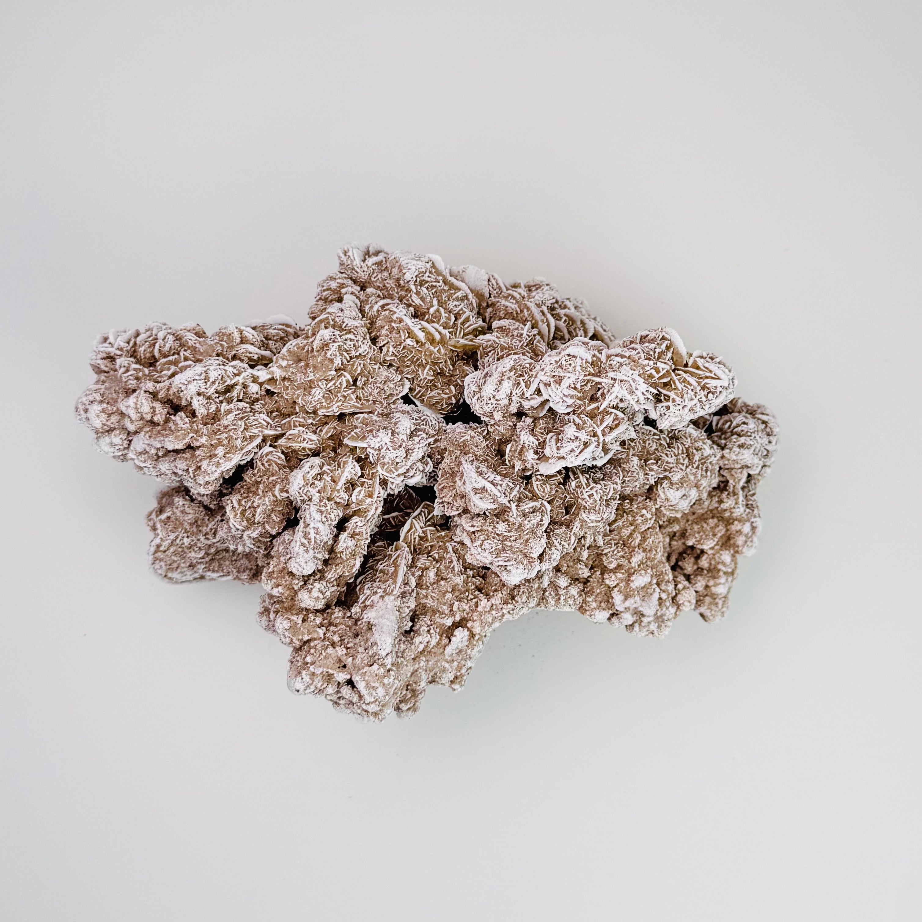Desert Rose | | Wiccan Center