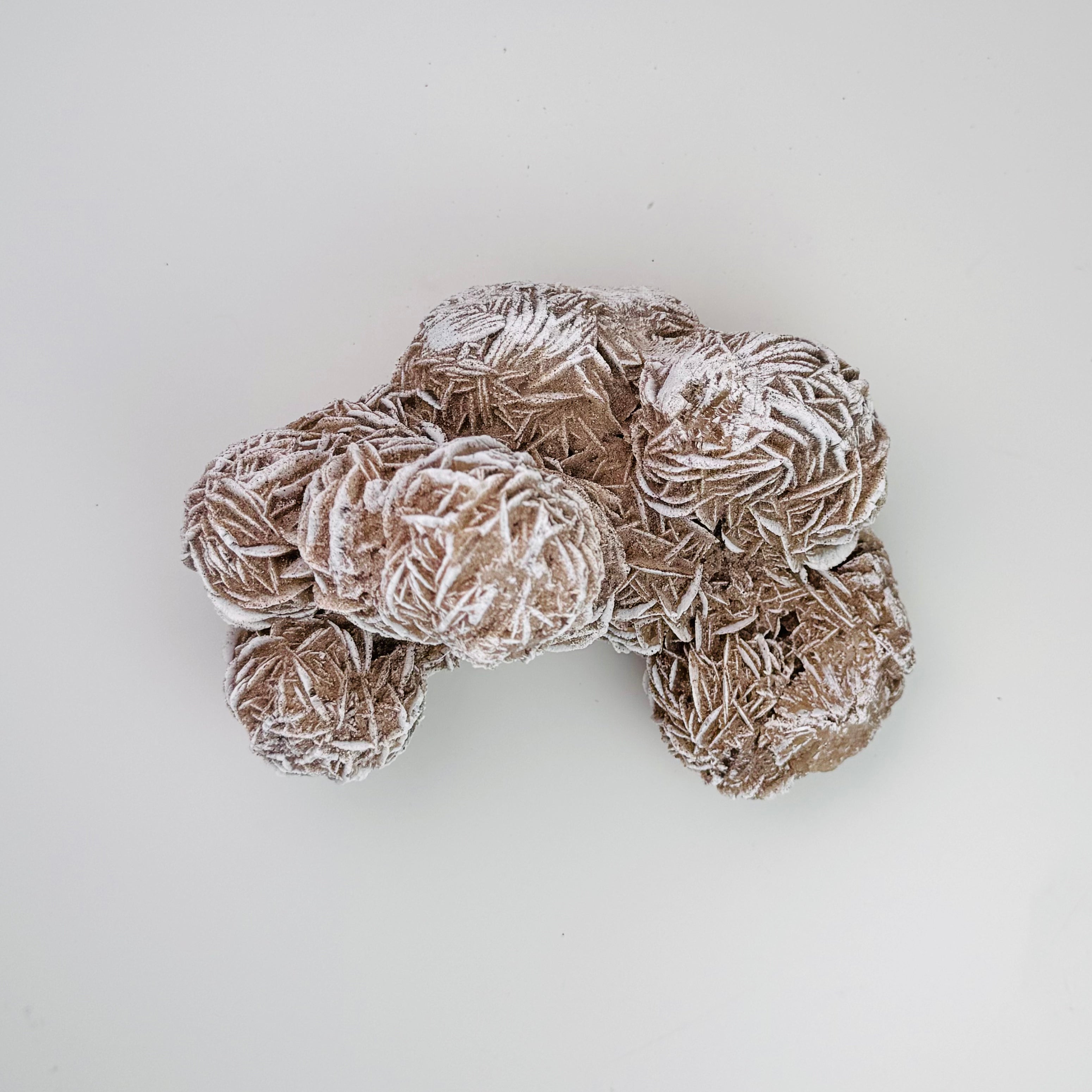 Desert Rose | | Wiccan Center