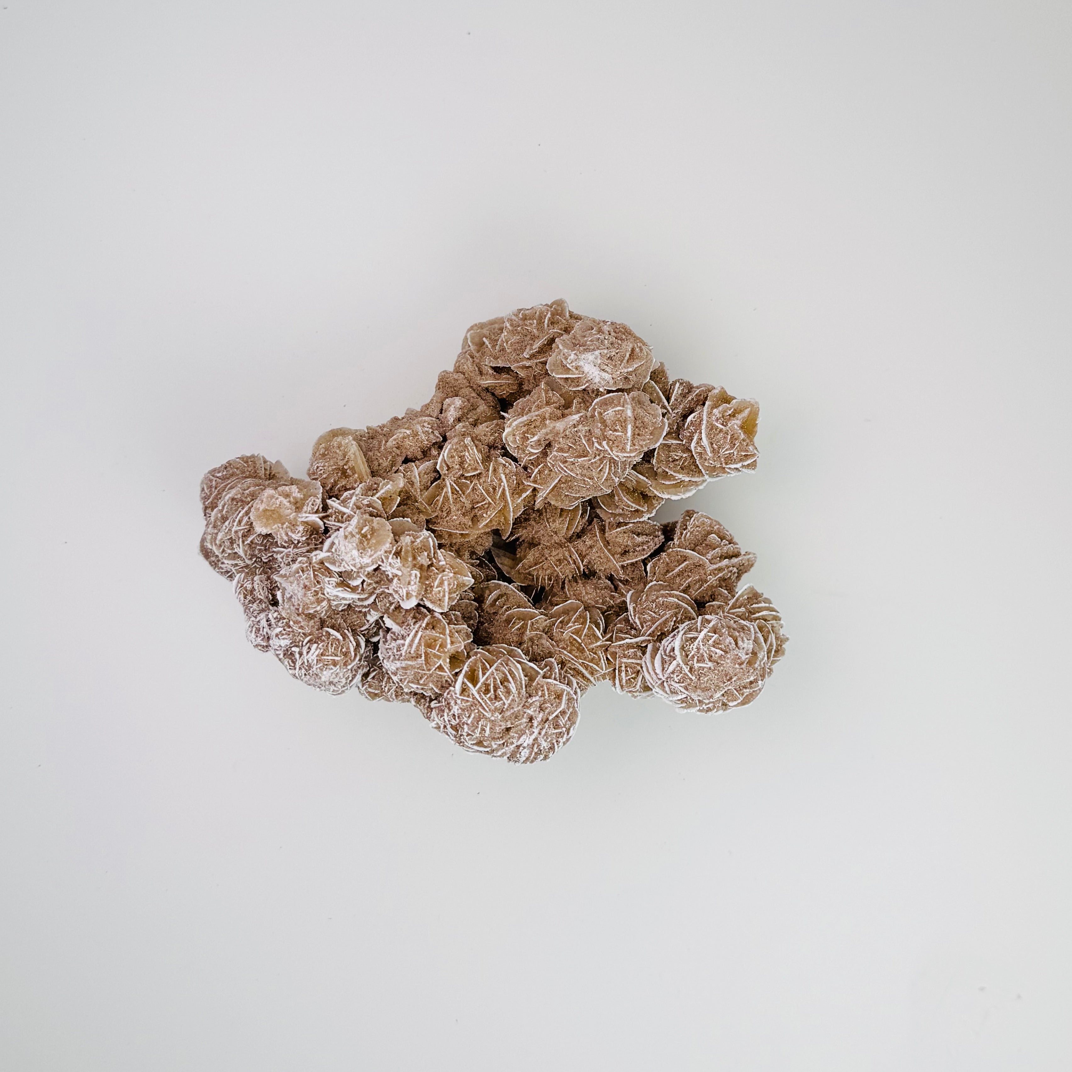 Desert Rose | | Wiccan Center