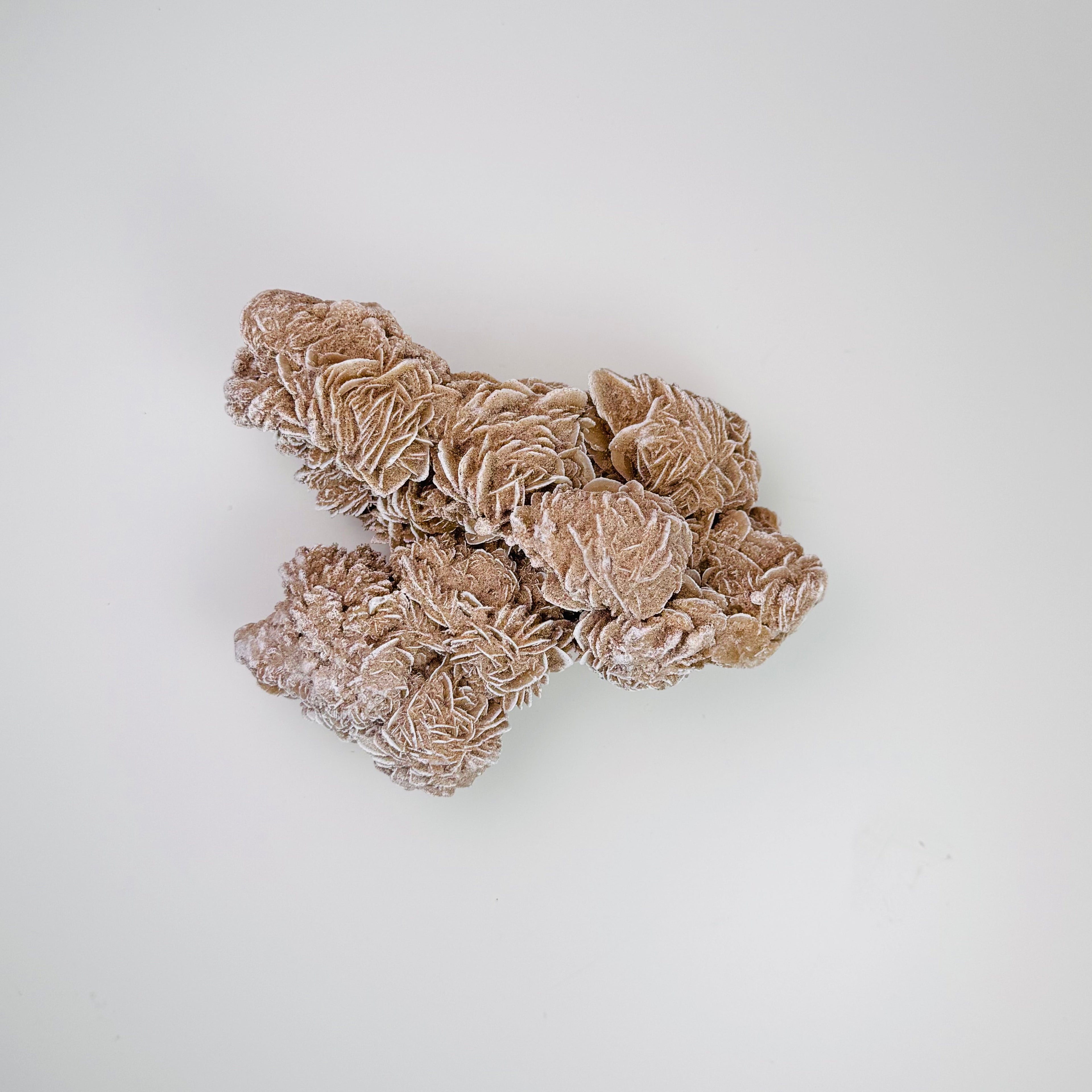 Desert Rose | | Wiccan Center