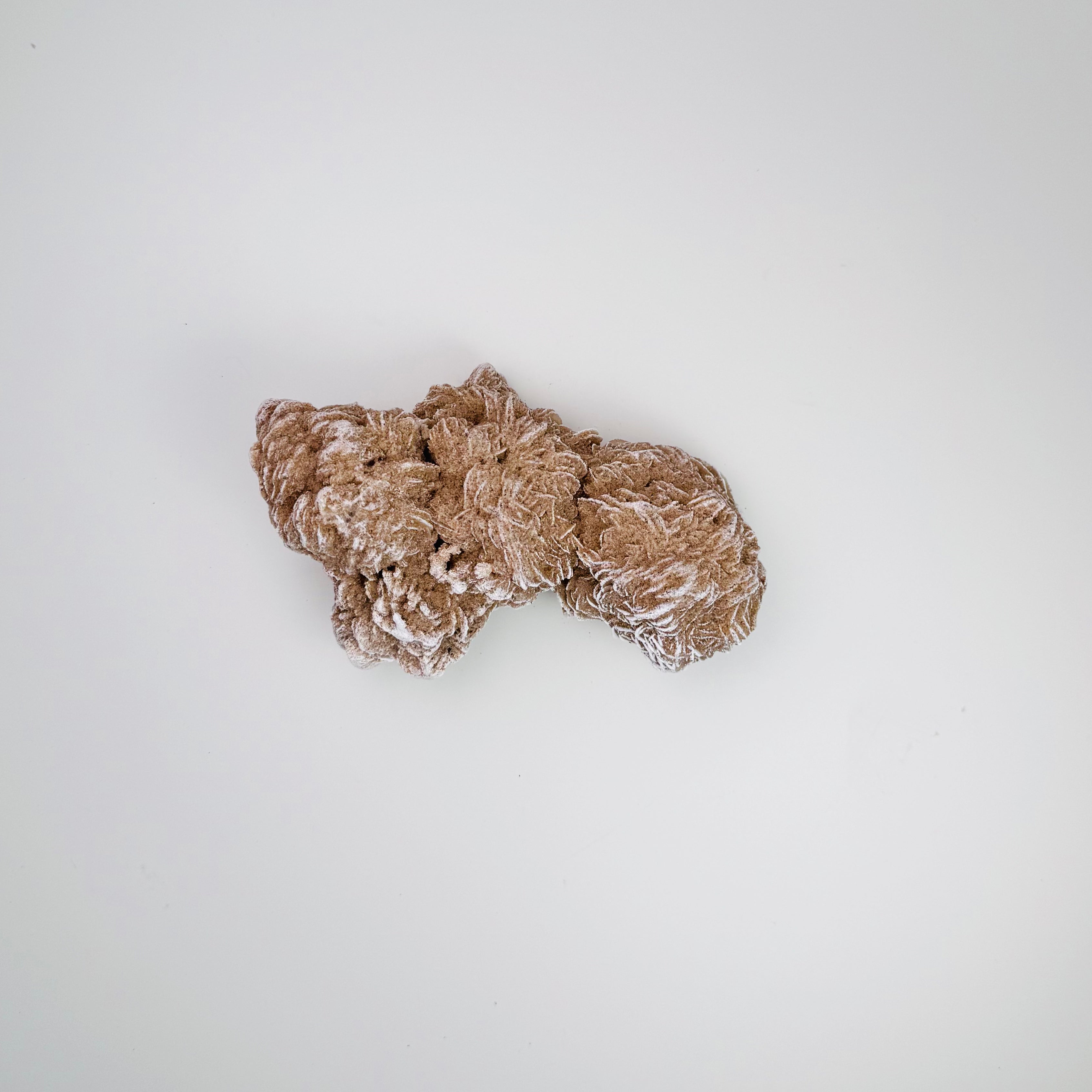 Desert Rose | | Wiccan Center
