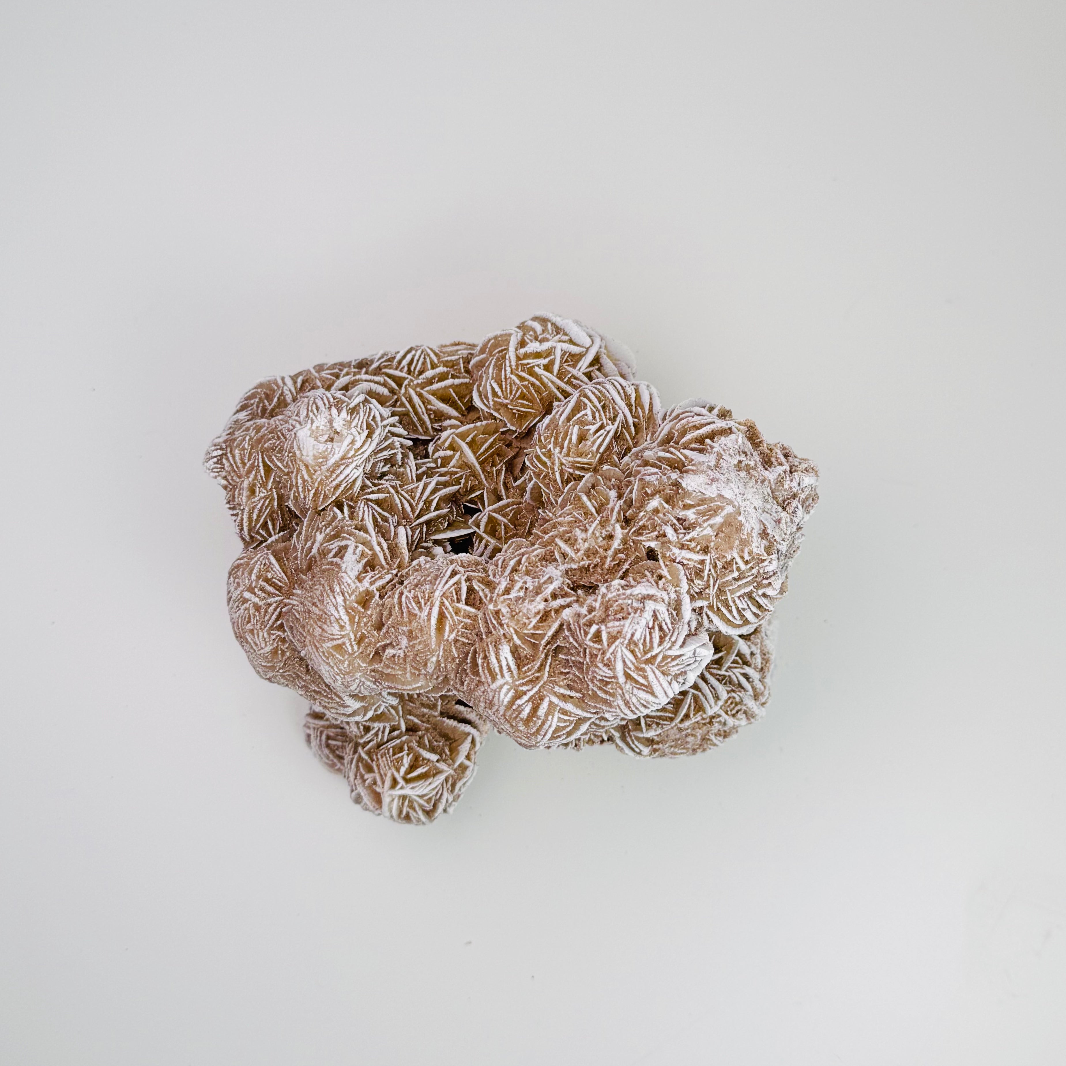 Desert Rose | | Wiccan Center