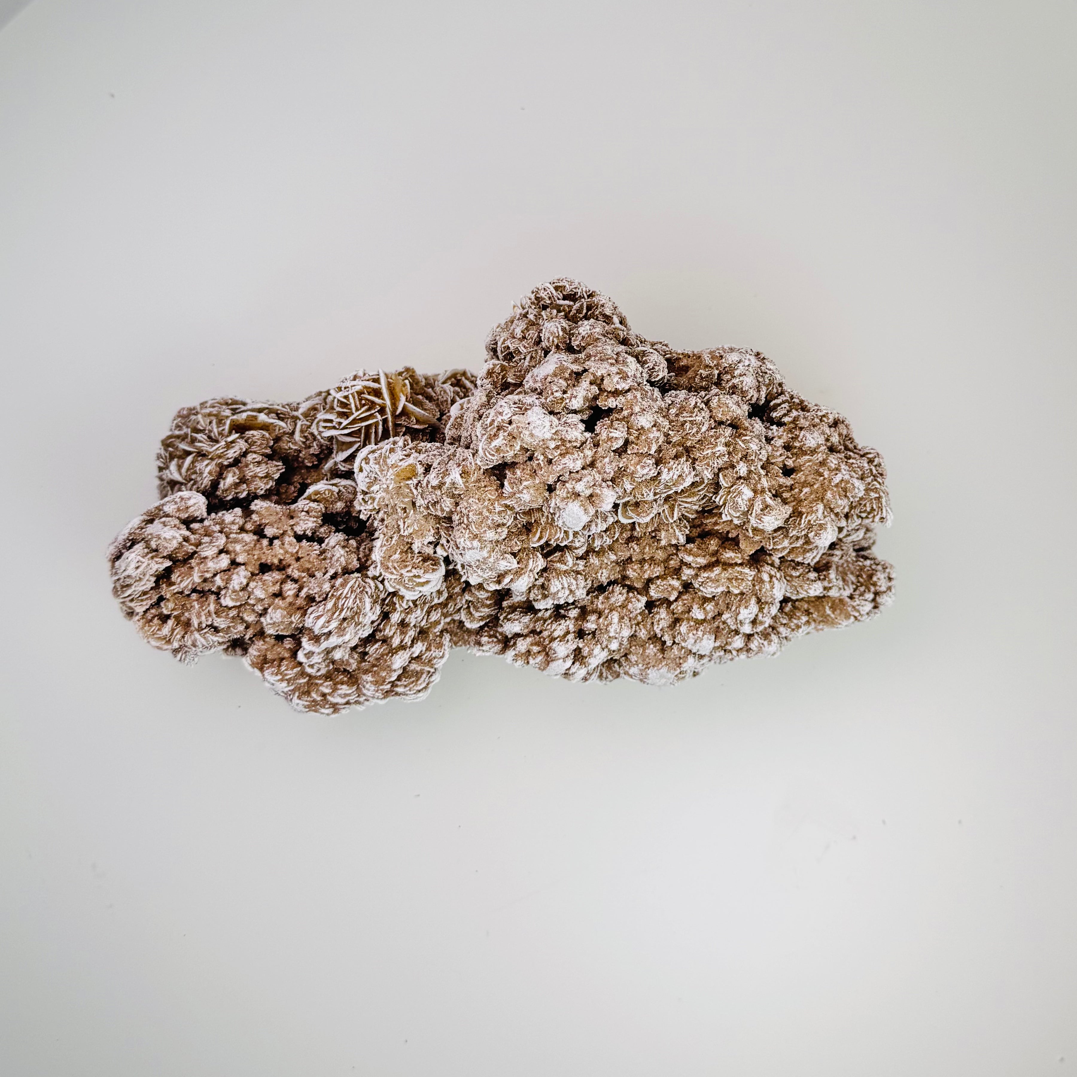 Desert Rose | | Wiccan Center