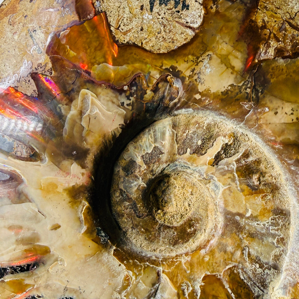 Polished Ammonite Fossils – Sold by the Pound | | Wiccan Center