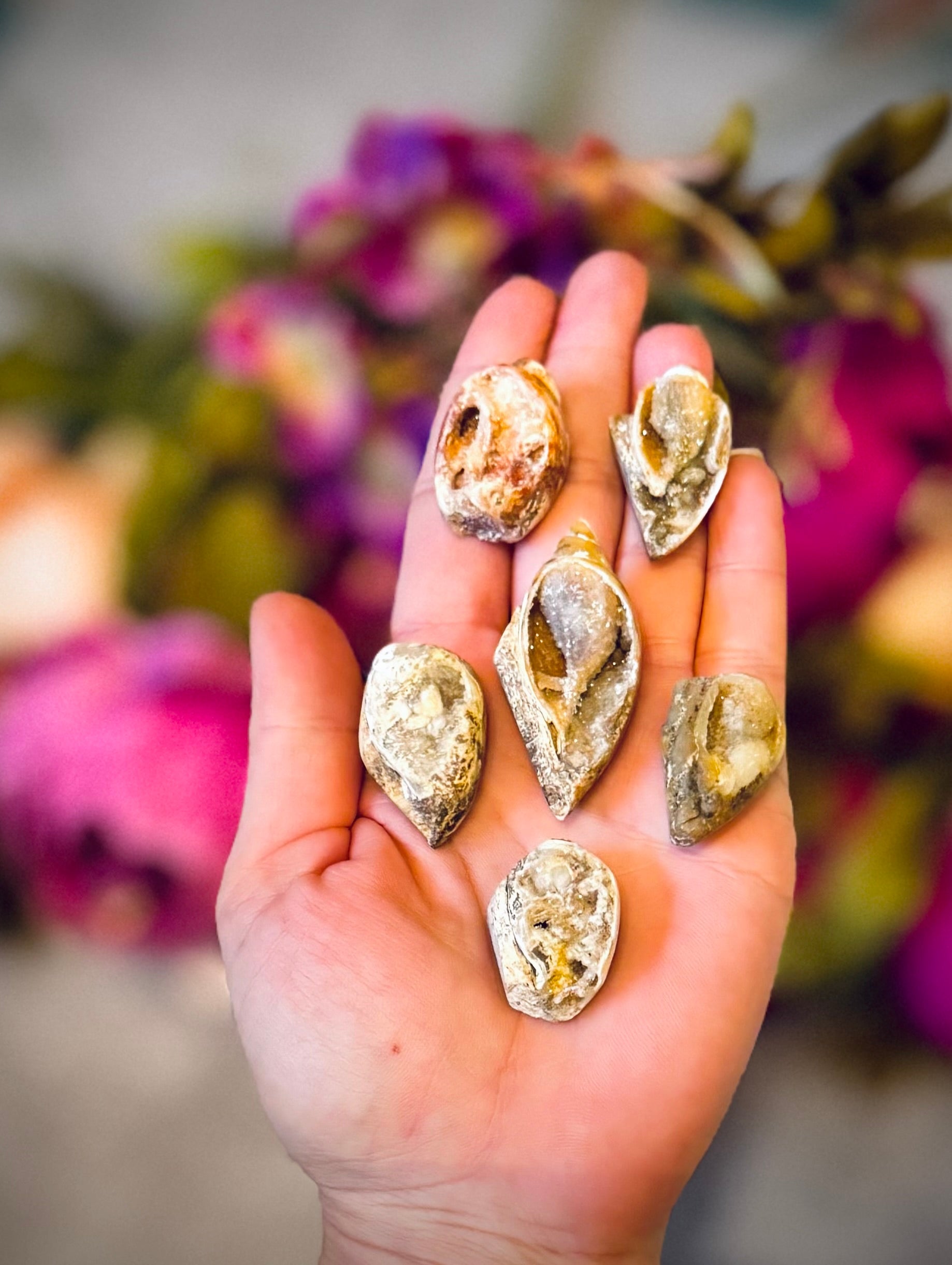 Druzy Shell Fossils, Rare Fossilized Shell From India | CRYSTALS | Wiccan Center