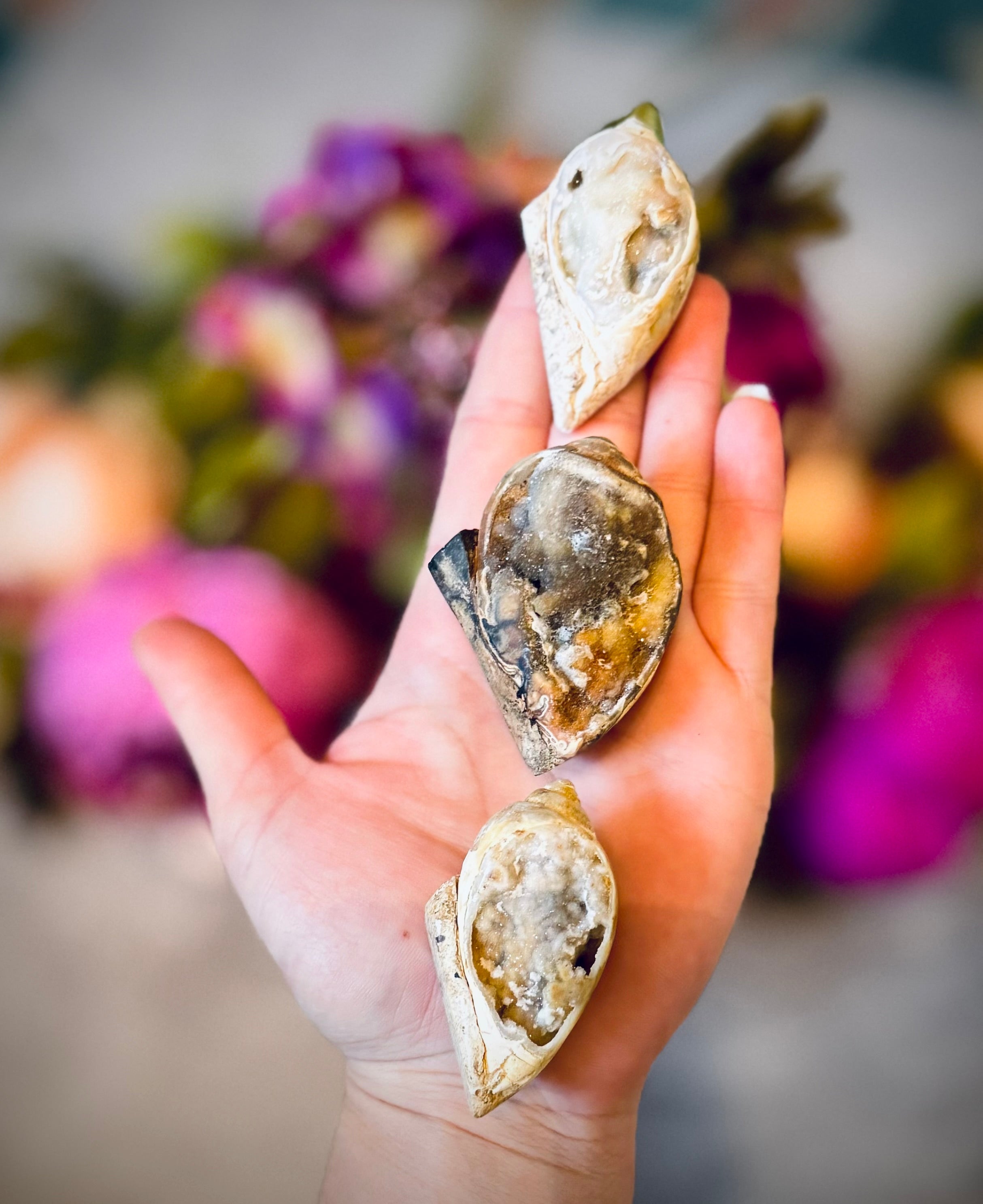 Druzy Shell Fossils, Rare Fossilized Shell From India | CRYSTALS | Wiccan Center