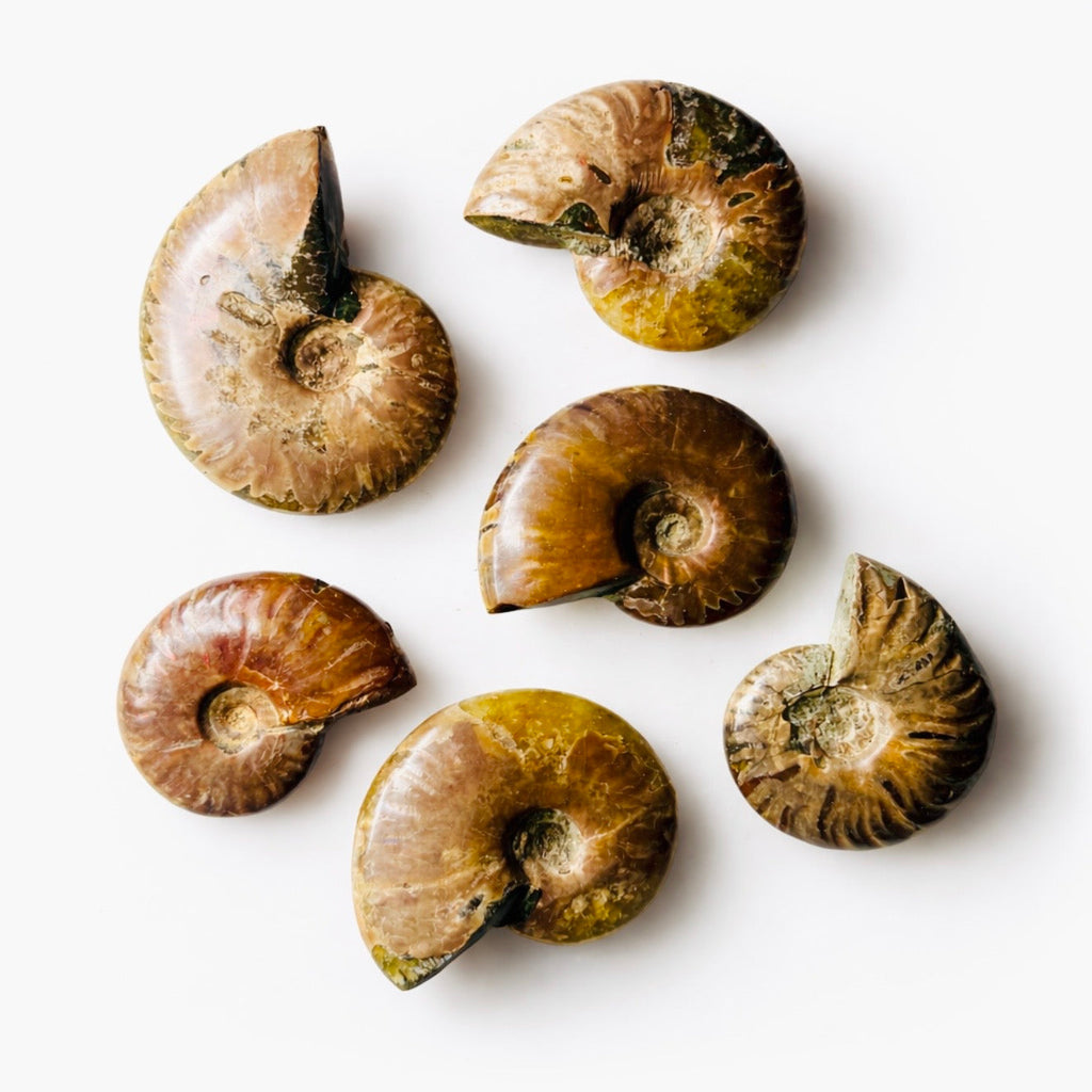 Polished Ammonite Fossils – Sold by the Pound | | Wiccan Center