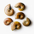 Polished Ammonite Fossils – Sold by the Pound | | Wiccan Center