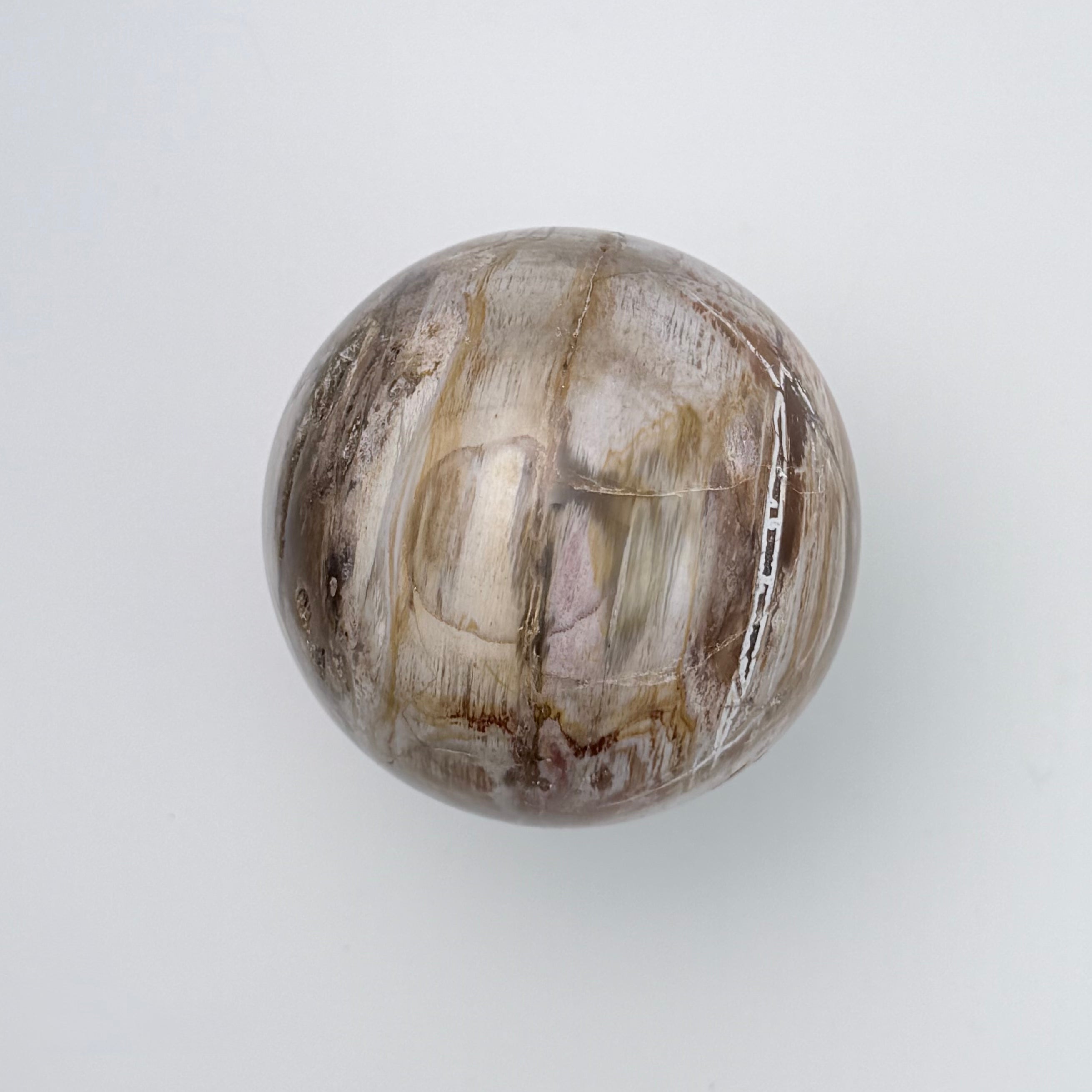 Petrified Wood | | Wiccan Center