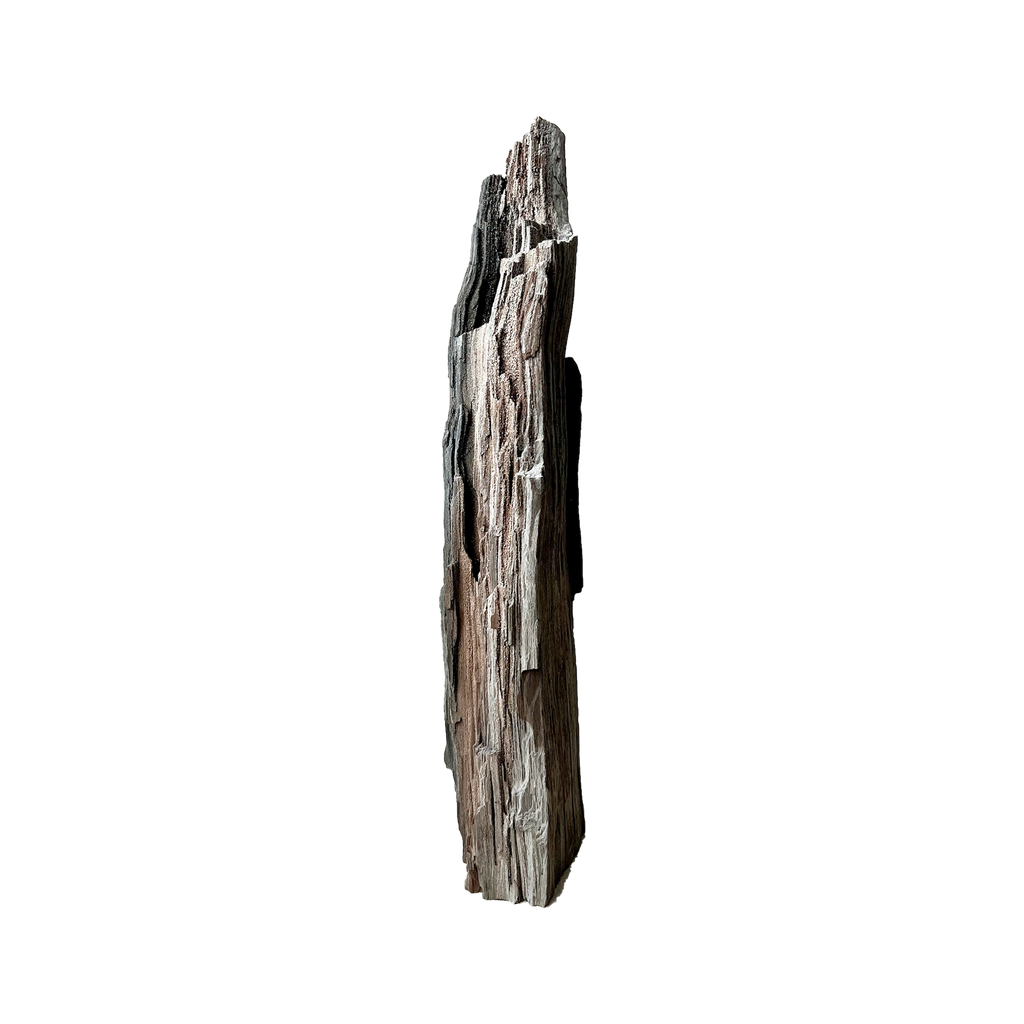 Permineralized Wood