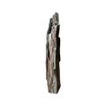 Permineralized Wood