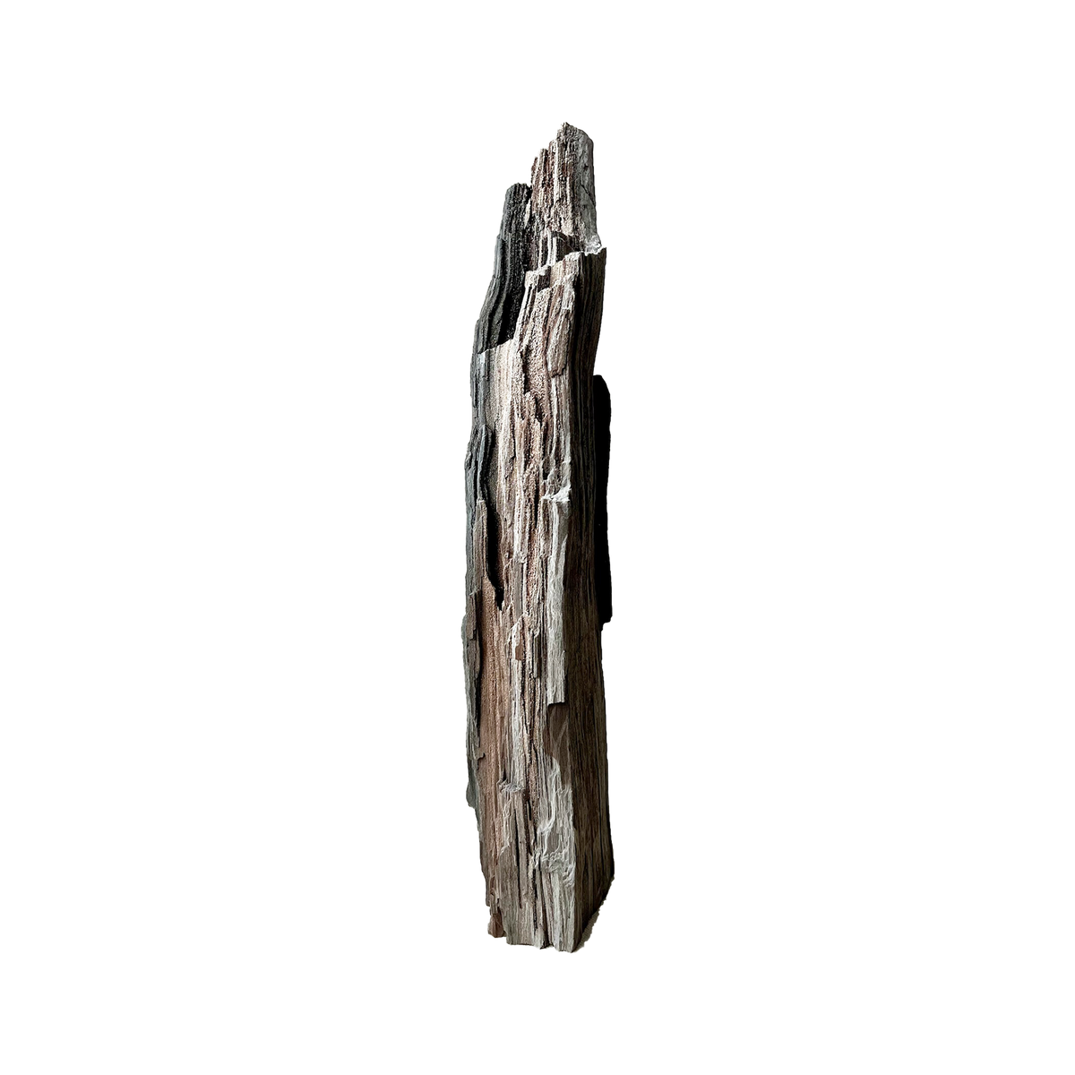 Permineralized Wood