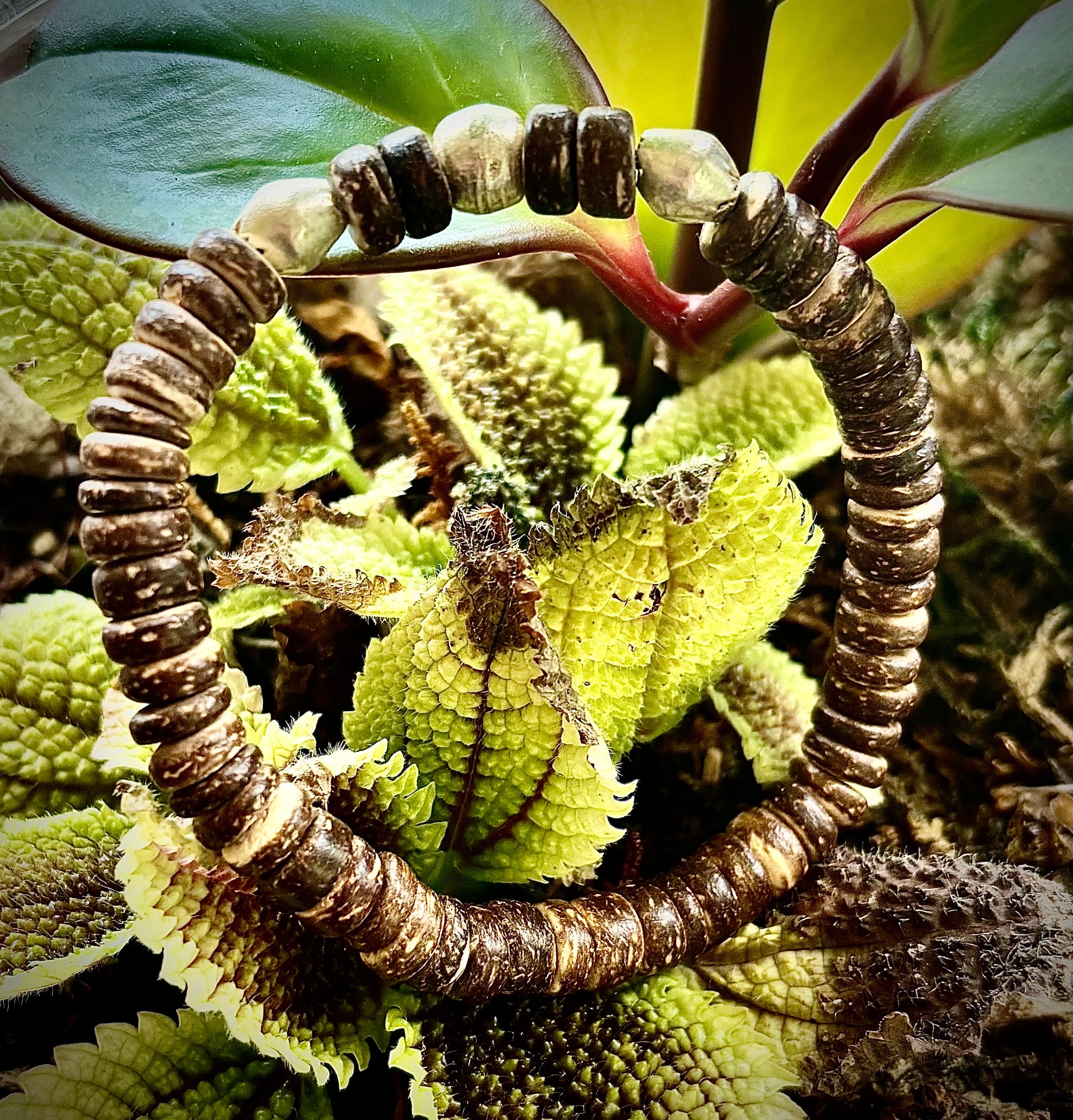 Rooted Resolve Bracelet (8" Large Wrists)