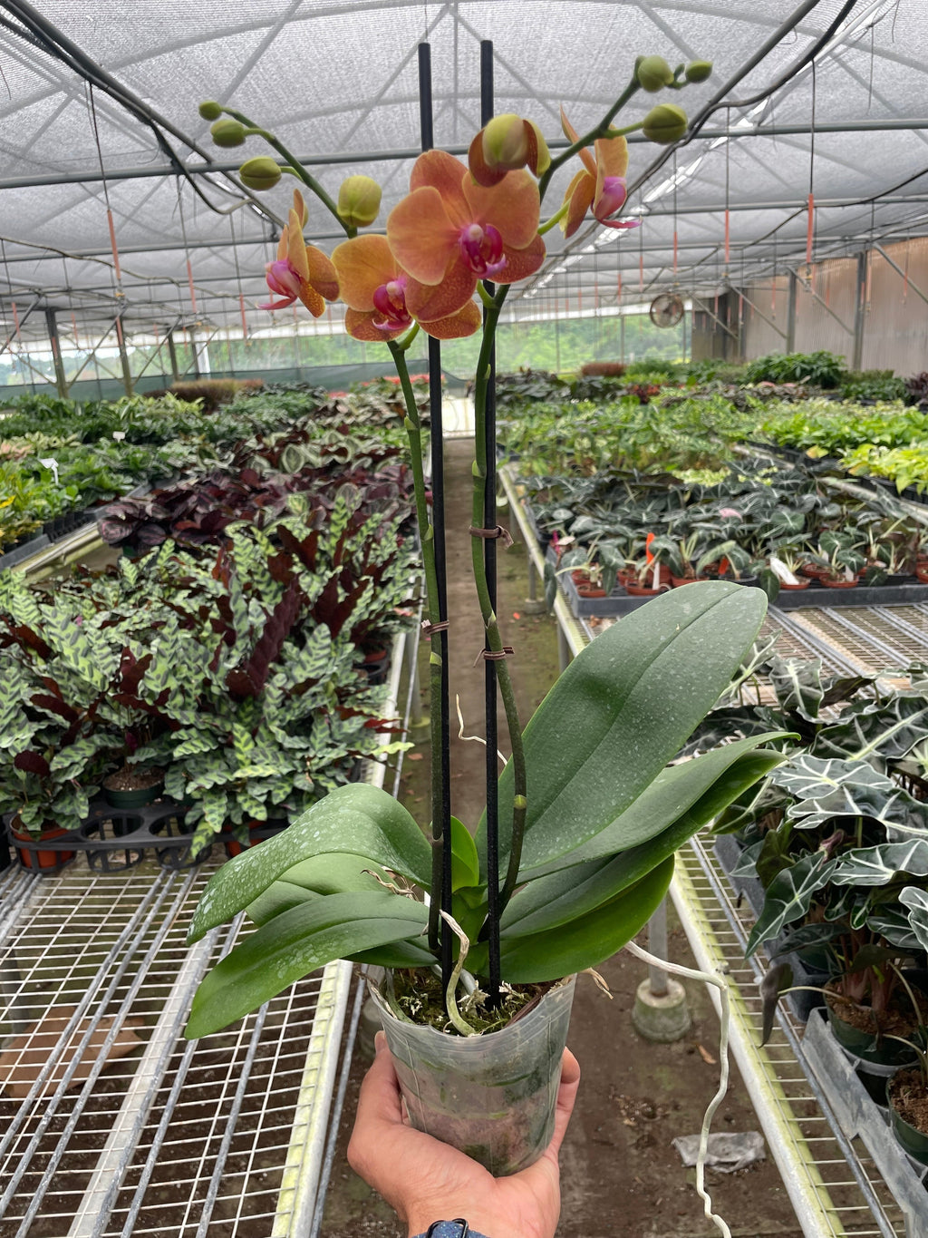 Orchid 'Orange Phalaenopsis' | Vibrant Moth Orchid | House Plant Shop | | Wiccan Center