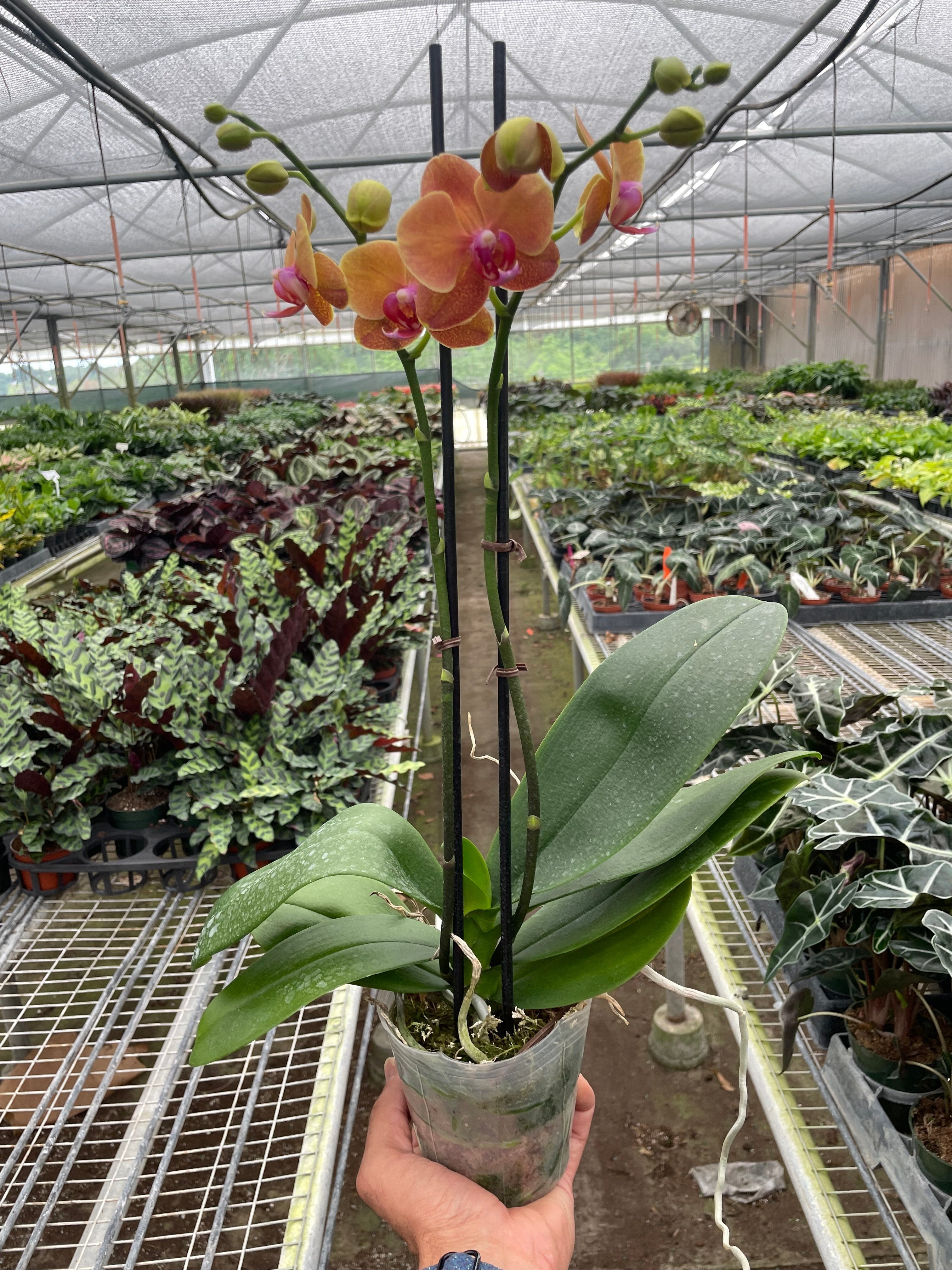 Orchid 'Orange Phalaenopsis' | Vibrant Moth Orchid | House Plant Shop | | Wiccan Center