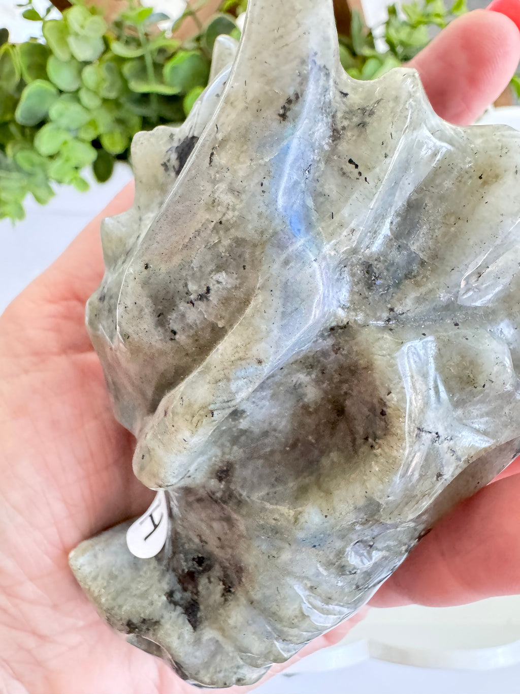 Labradorite Dragon Head (H) for Transitions, 4.25 Inch