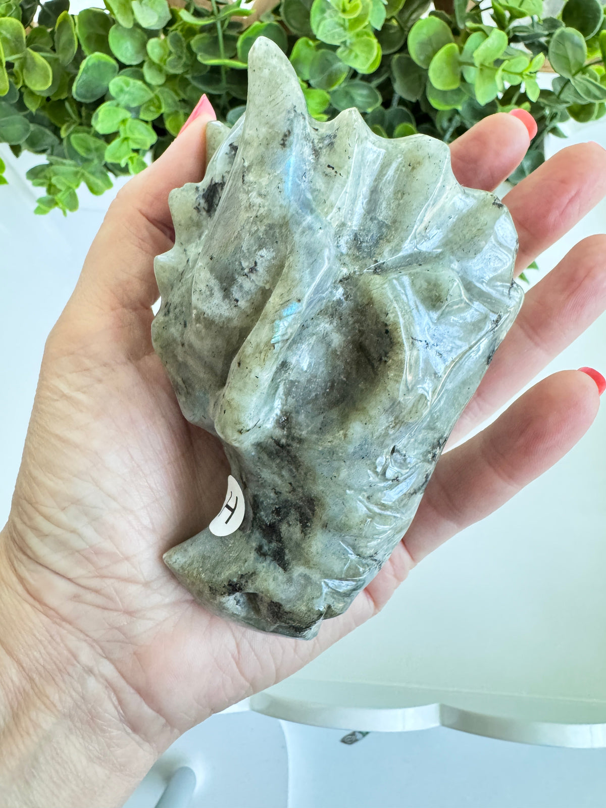 Labradorite Dragon Head (H) for Transitions, 4.25 Inch